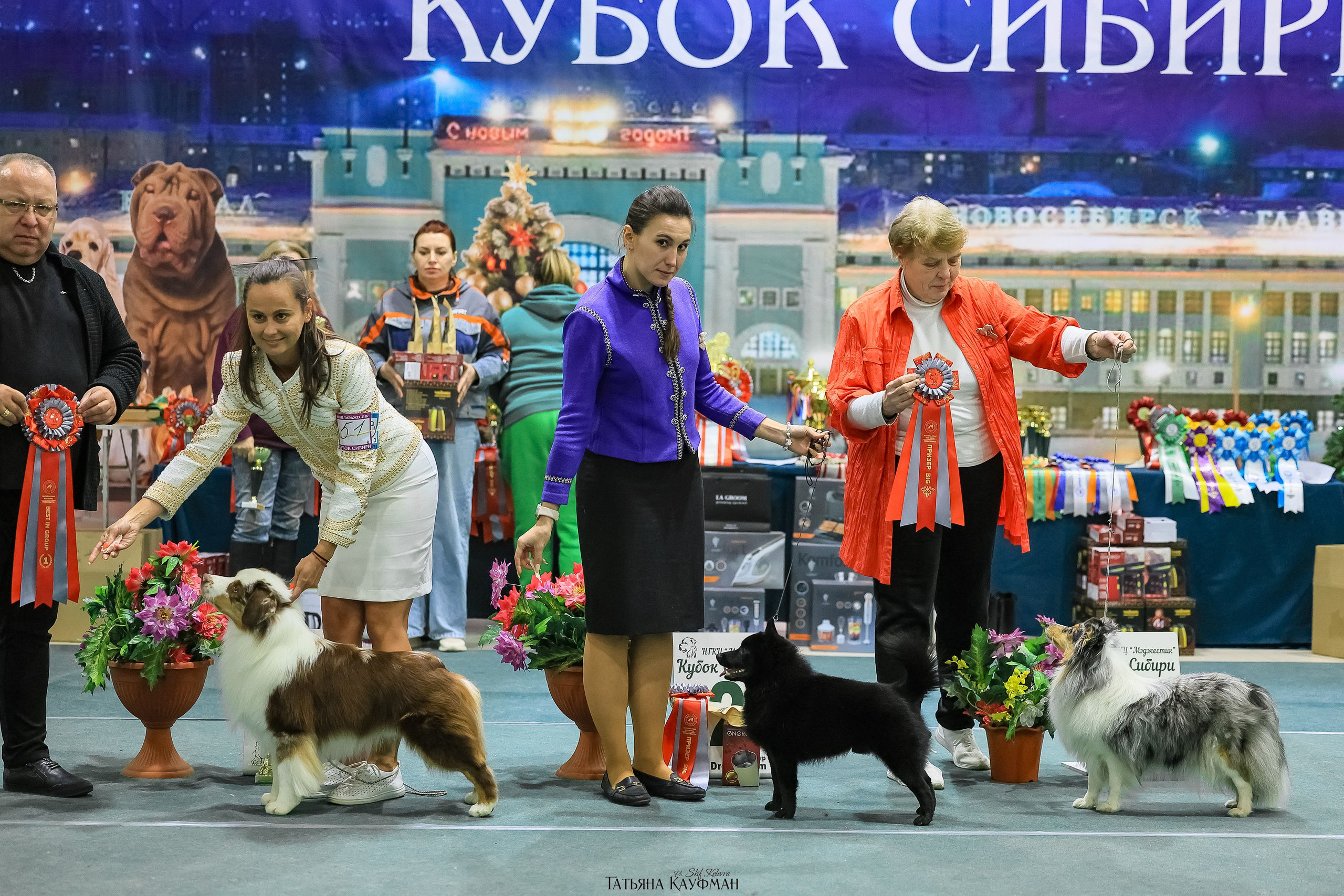 6-7.12.25 — 1-4 Национальные выставки собак в Новосибирске (2х рейтинговые). Фотограф Анималист из Новосибирска Татьяна Кауфман