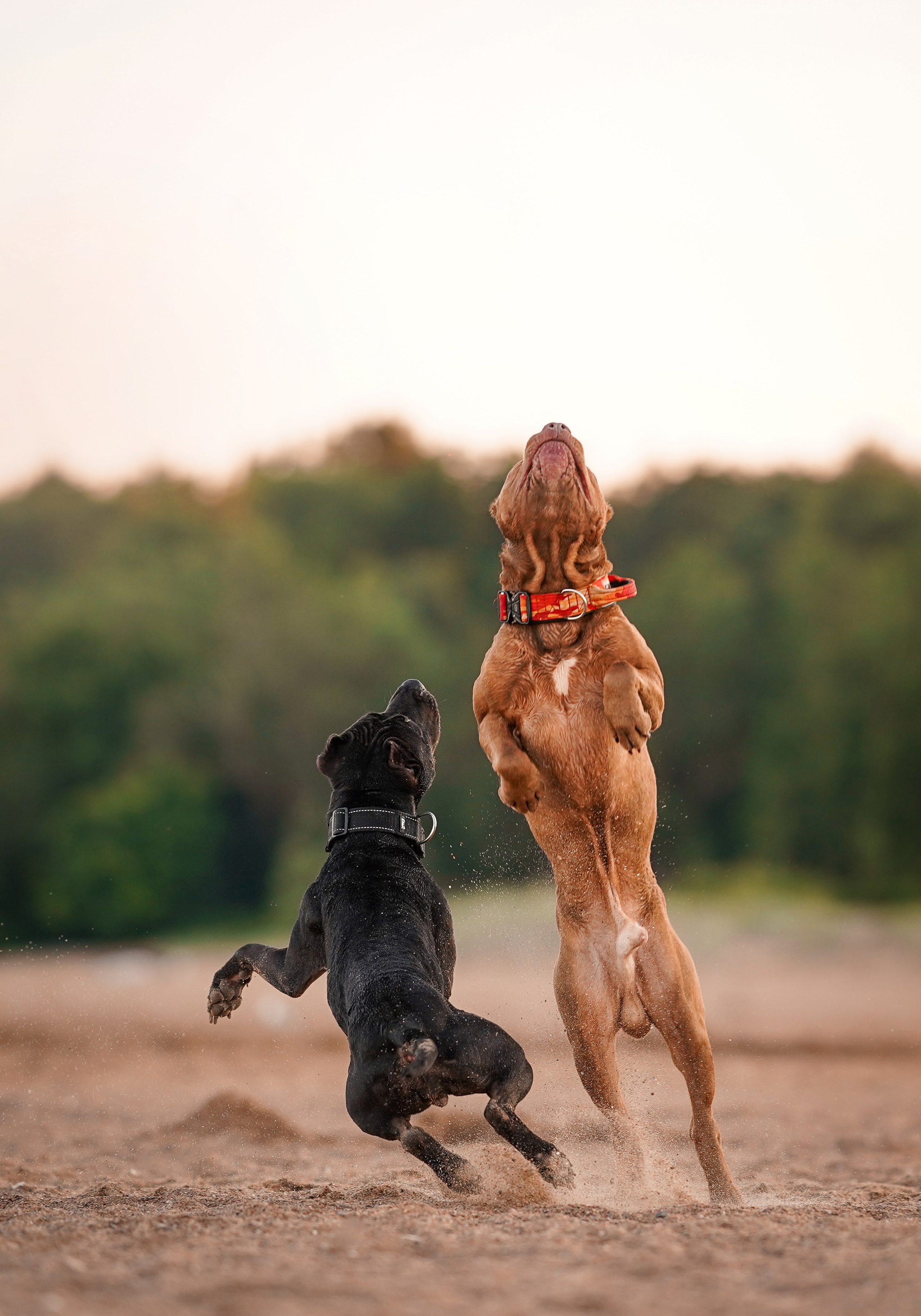 Татьяна Изи и Джем. Фотограф-анималист в Санкт-Петербурге Яна Мартынова
