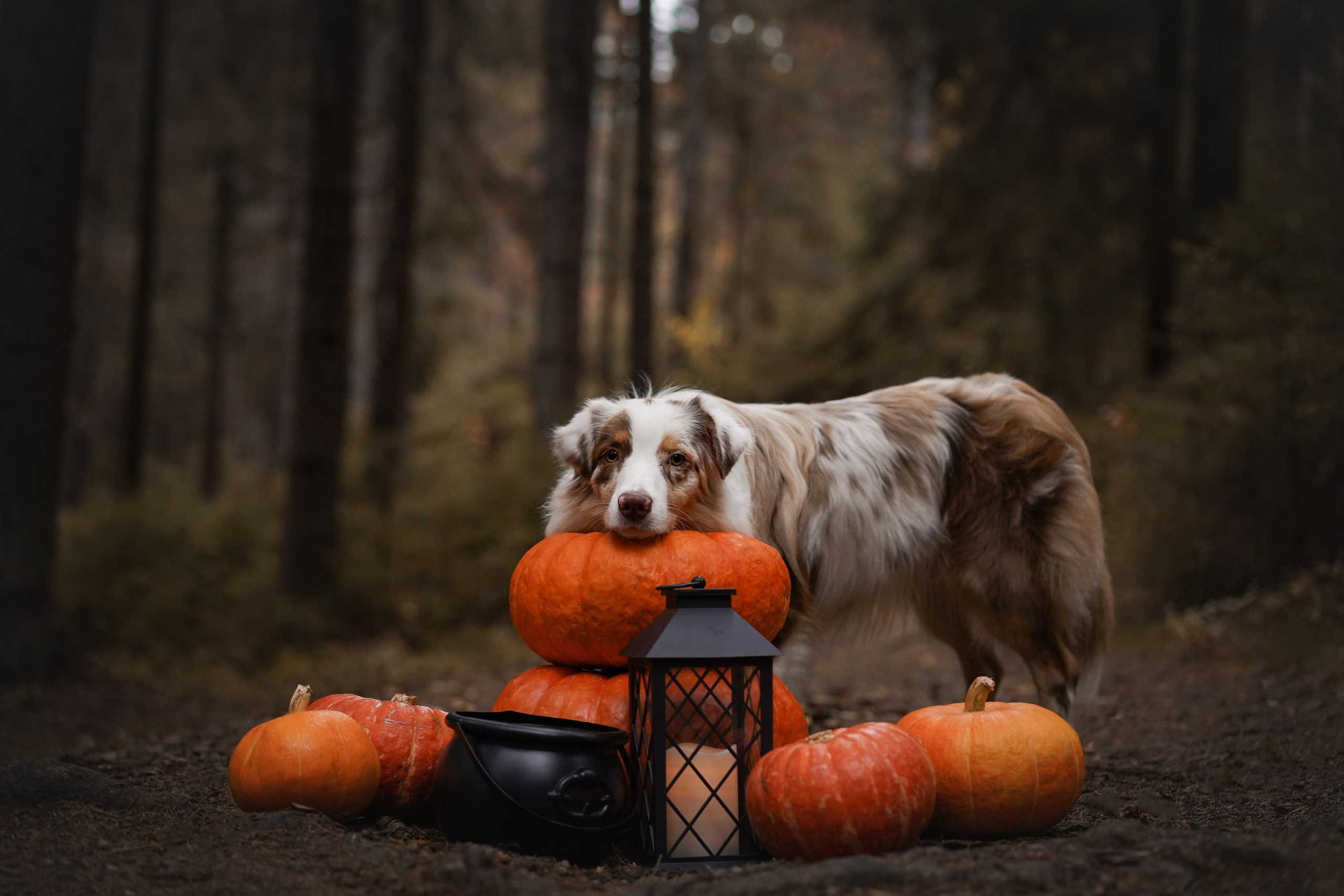 Панда тыковки. Фотограф-анималист в Санкт-Петербурге Яна Мартынова