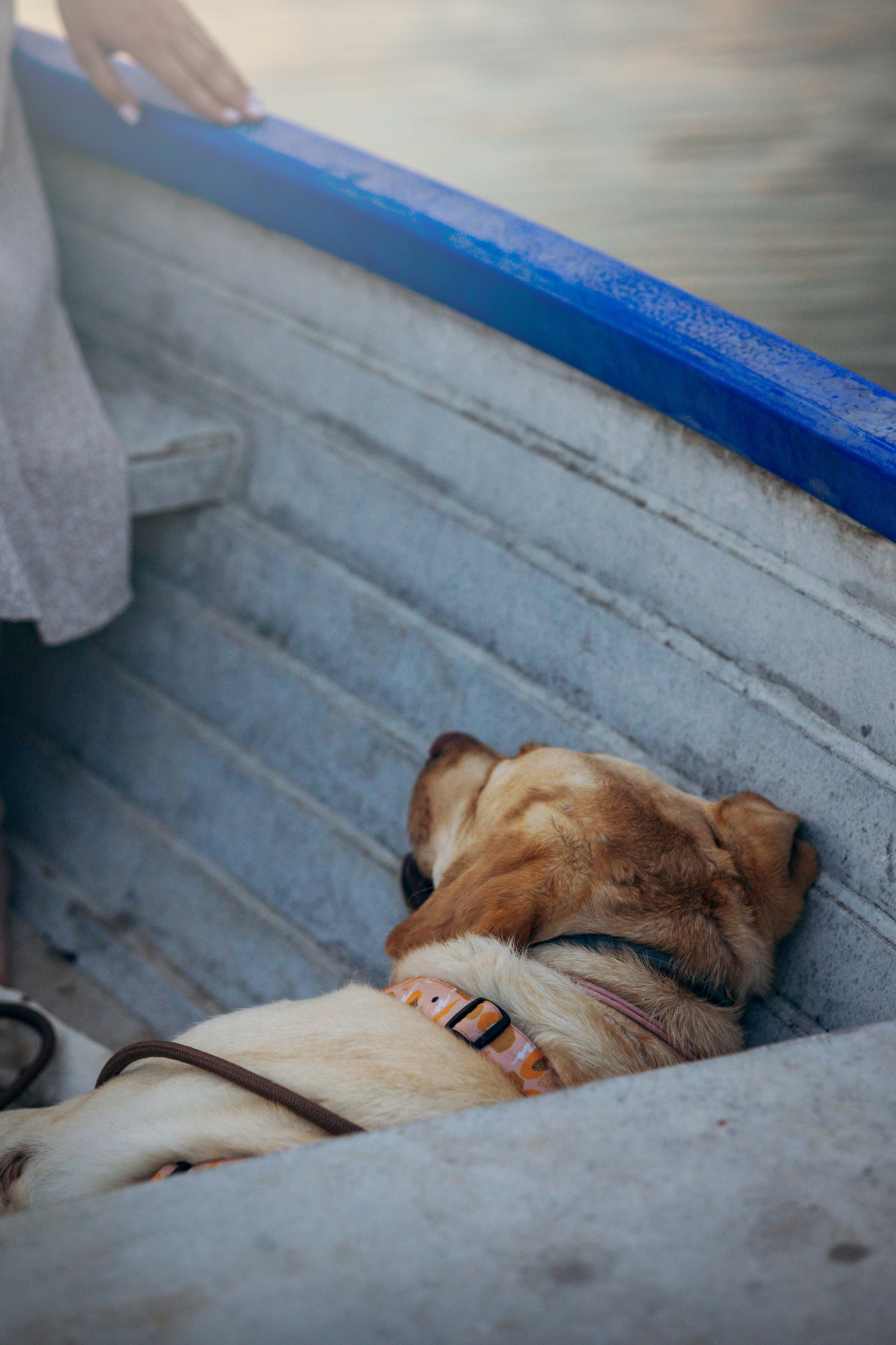 Шани и ее семья. Фотограф — Анималист | Санкт-Петербург