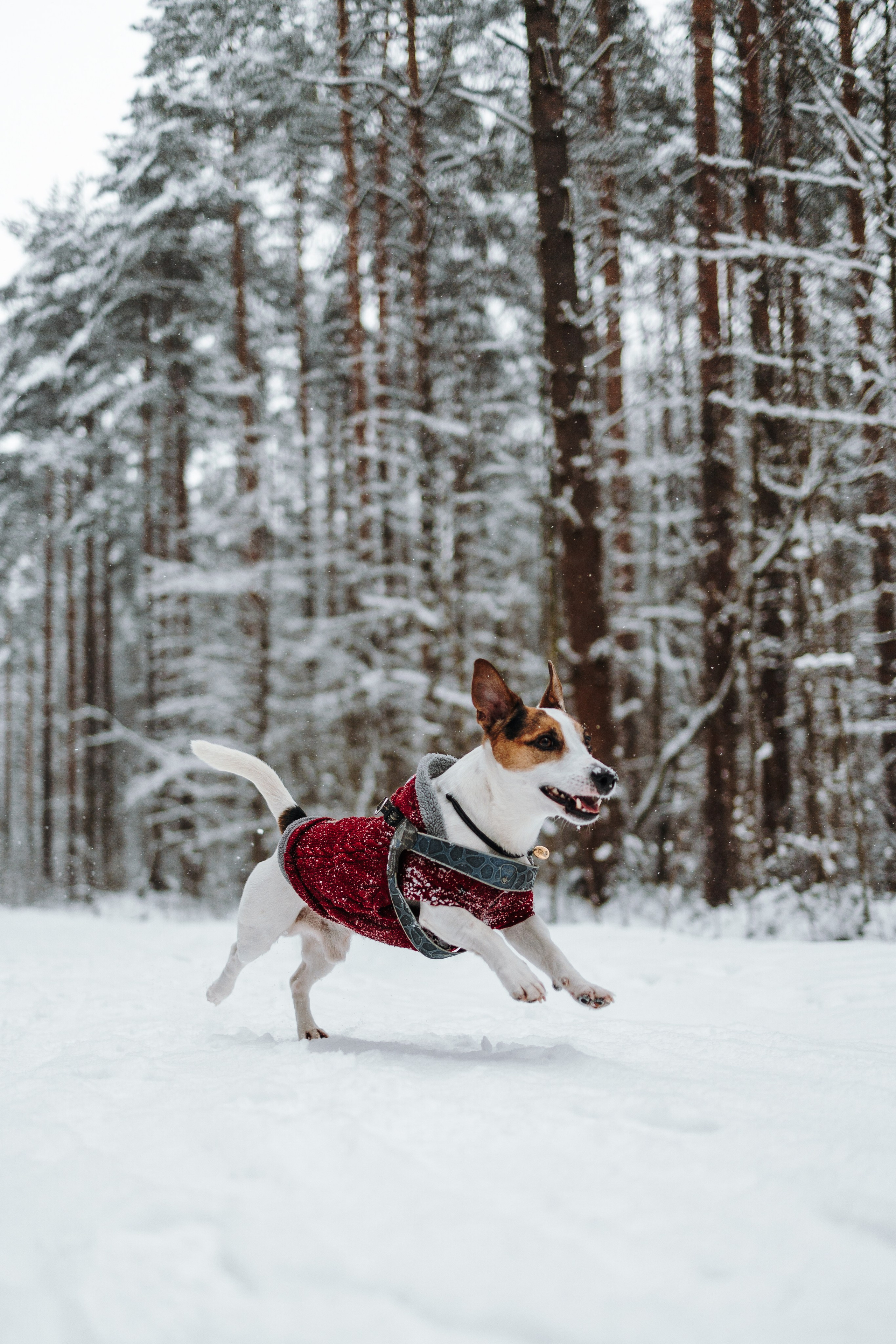 Мики и его семья. Фотограф — Анималист | Санкт-Петербург
