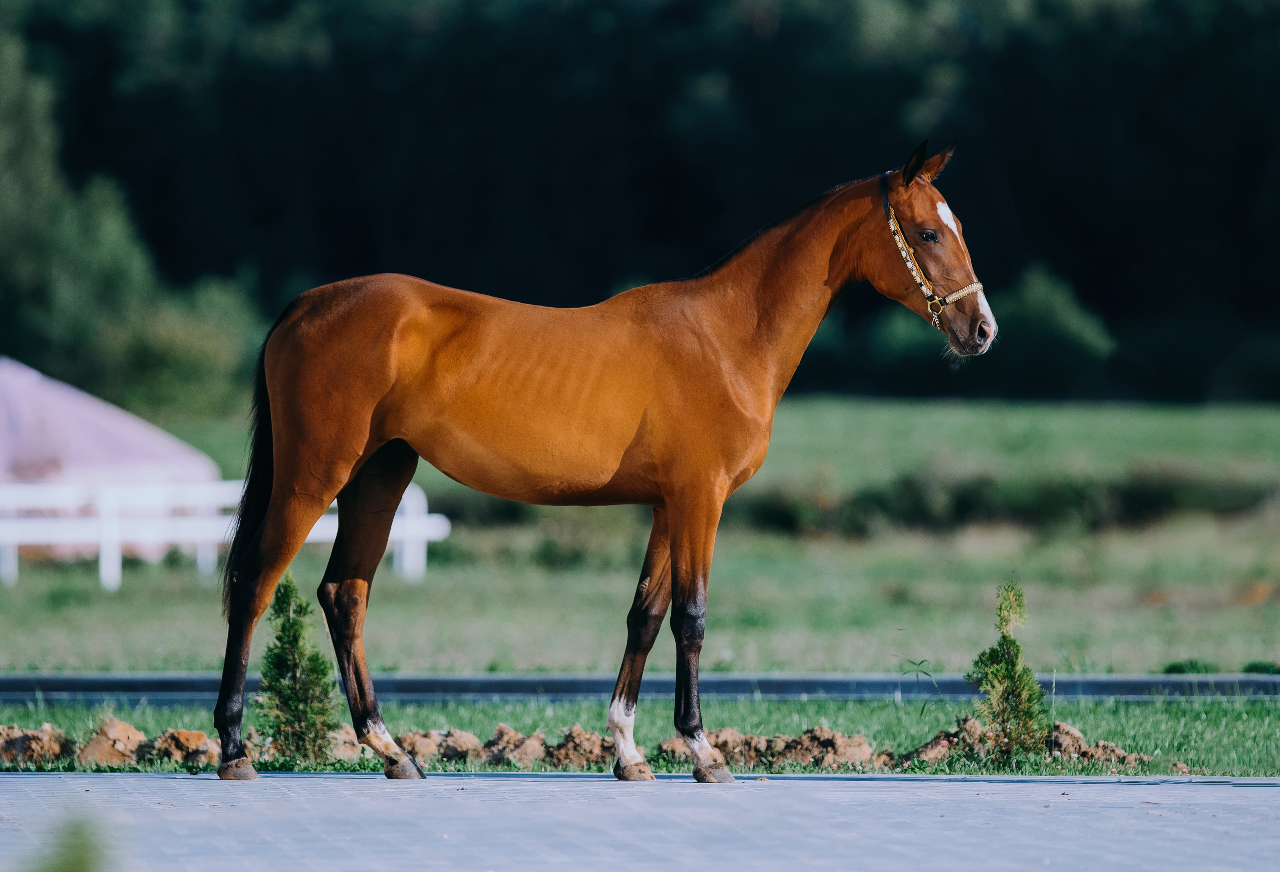 Экстерьеры. Фотограф-анималист Ксендзова Кристина