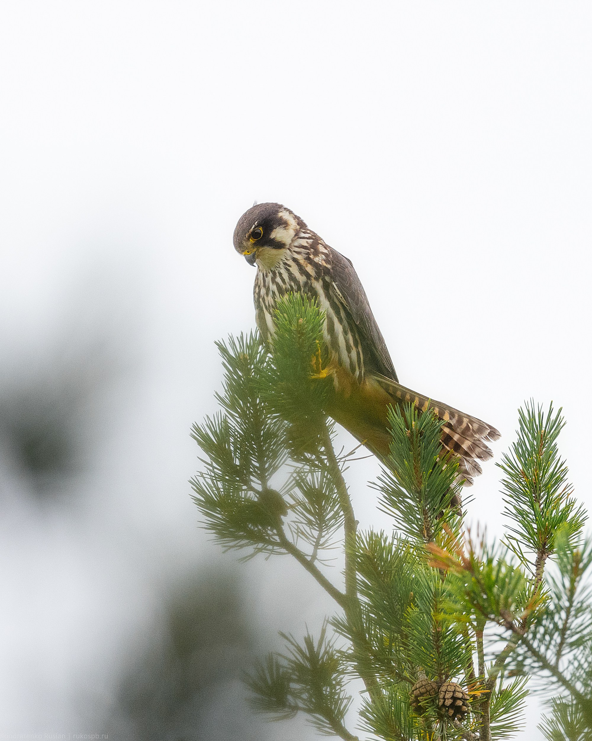 Чеглок. Архитектурный и пейзажный фотограф Кондратенко Руслан, Санкт-Петербург