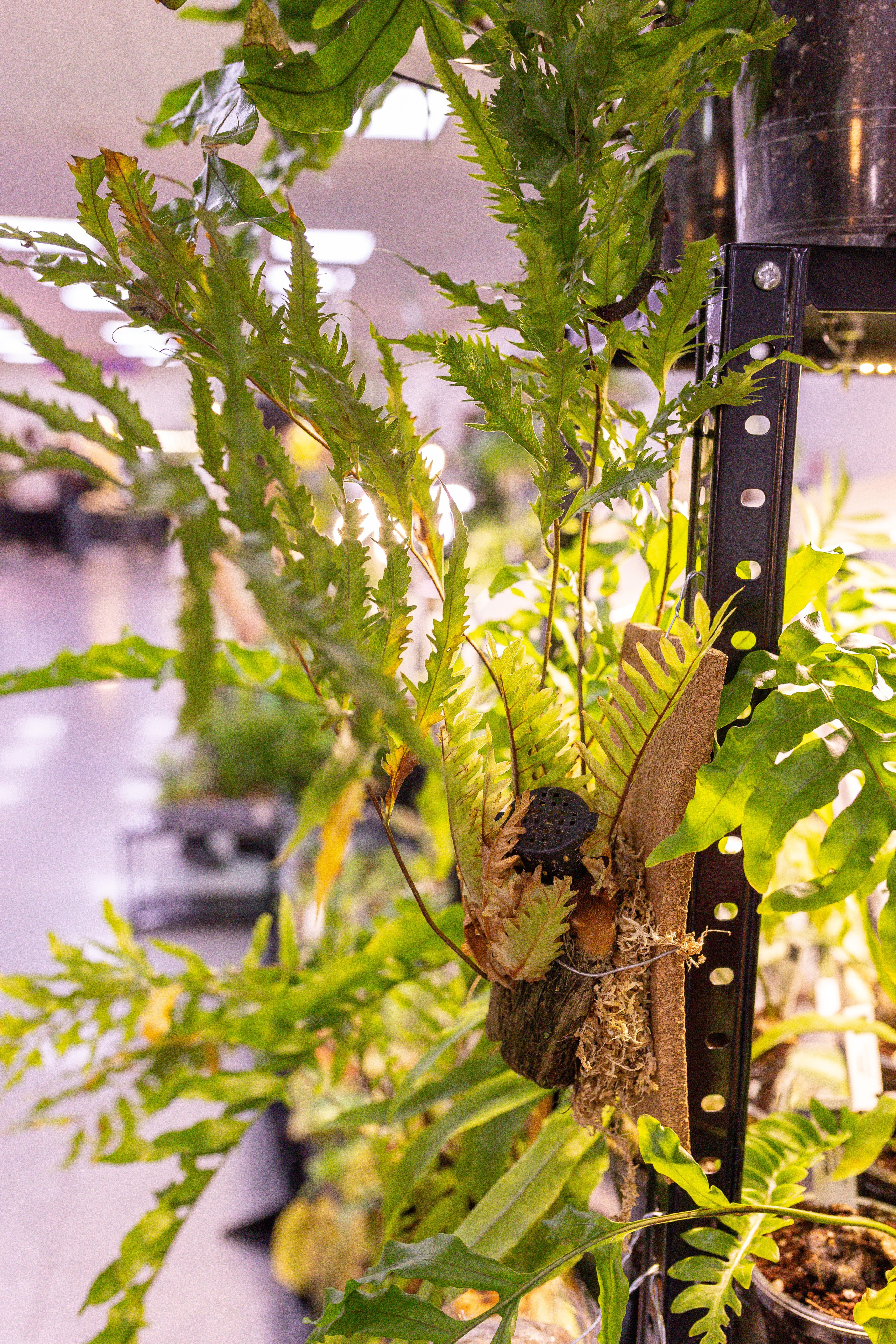 Монстериум 11–12 октября. Александра Куликова фотограф, Москва