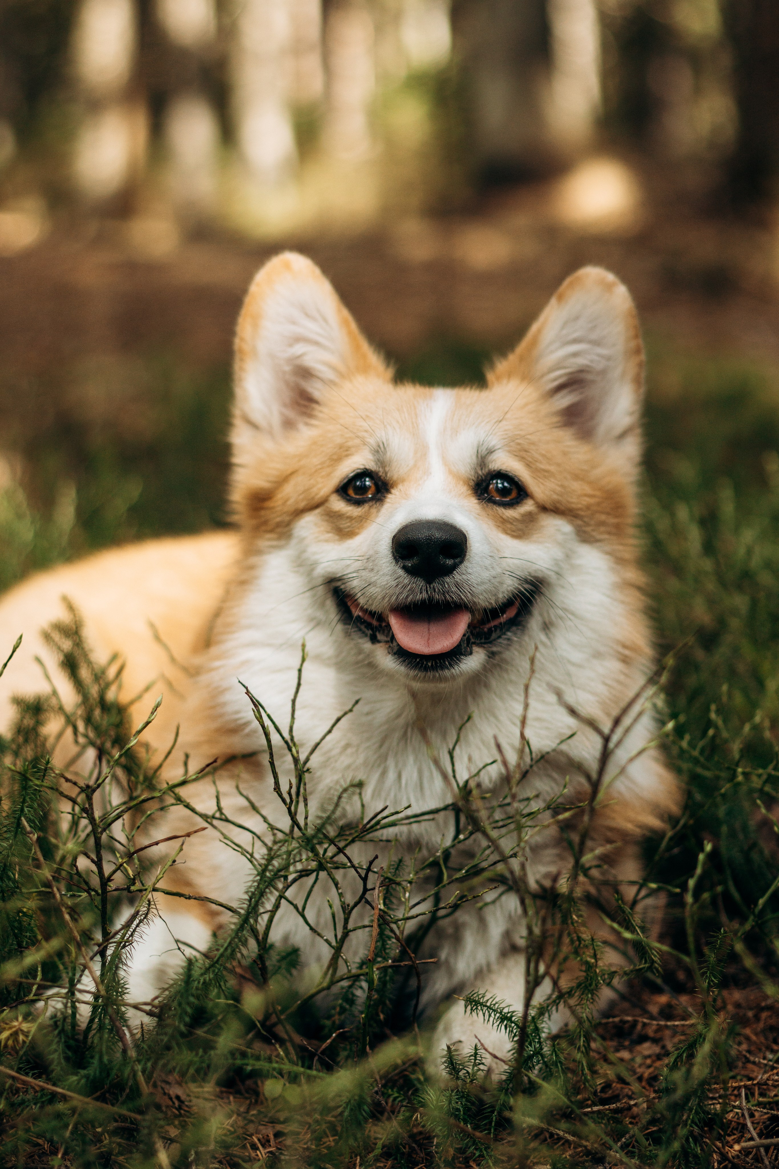 Лиза и Шустрик. Фотограф-анималист в Санкт-Петербурге
