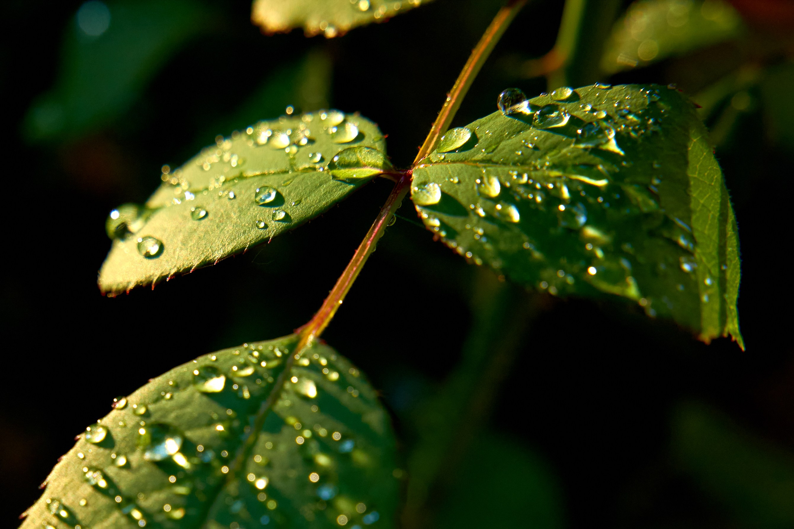 Фото- видео- съемка. Краснодар, Краснодарский край, Крым. Петр Ступень. Свадебное, семейное фото и видео. Москва. Краснодар