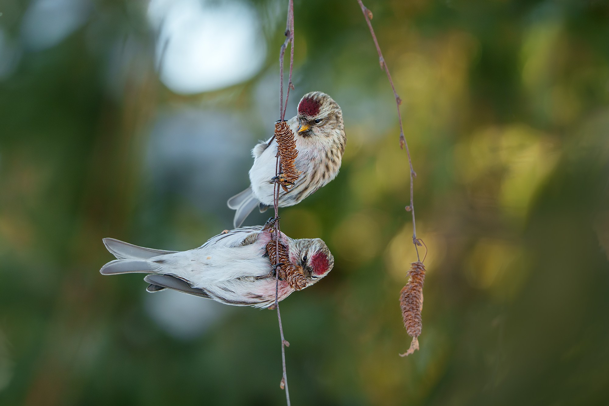 Удивительные мир птиц. Вокруг нас столько прекрасного — присмотритесь!. Ваш личный фотограф Марина Волкова