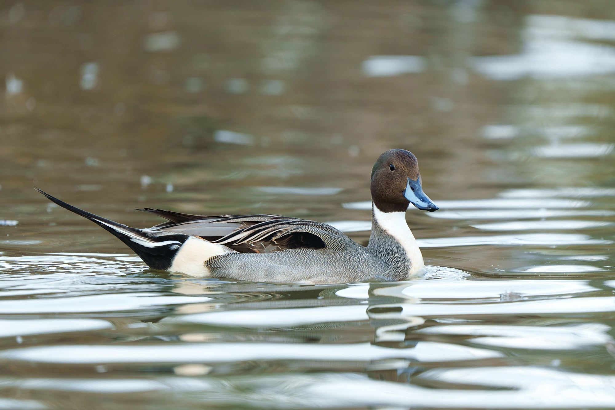 Удивительные мир птиц. Вокруг нас столько прекрасного — присмотритесь!. Ваш личный фотограф Марина Волкова