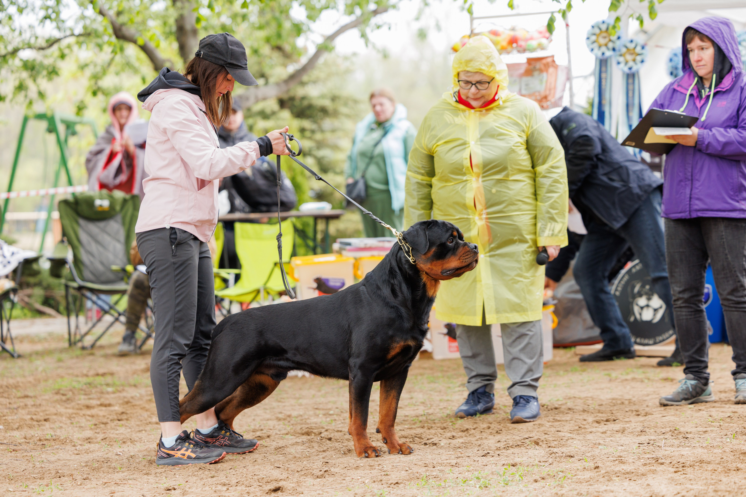 Саратов моно ротвейлеров 26-27.04.2025. Фотограф-анималист Юлия Германика