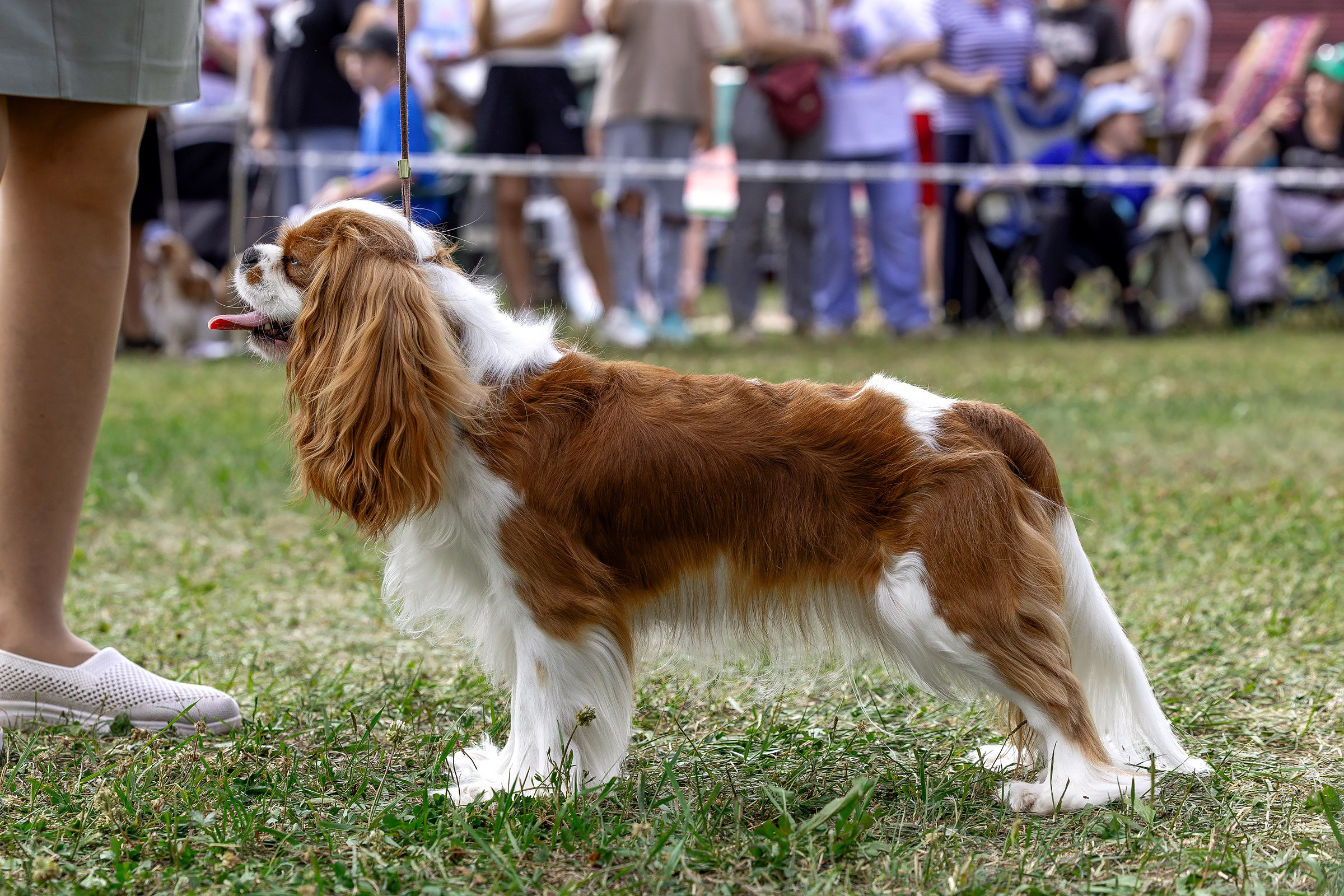 2–3 августа 2025, Выставка РКФ, г. Пермь. Htykk_photo