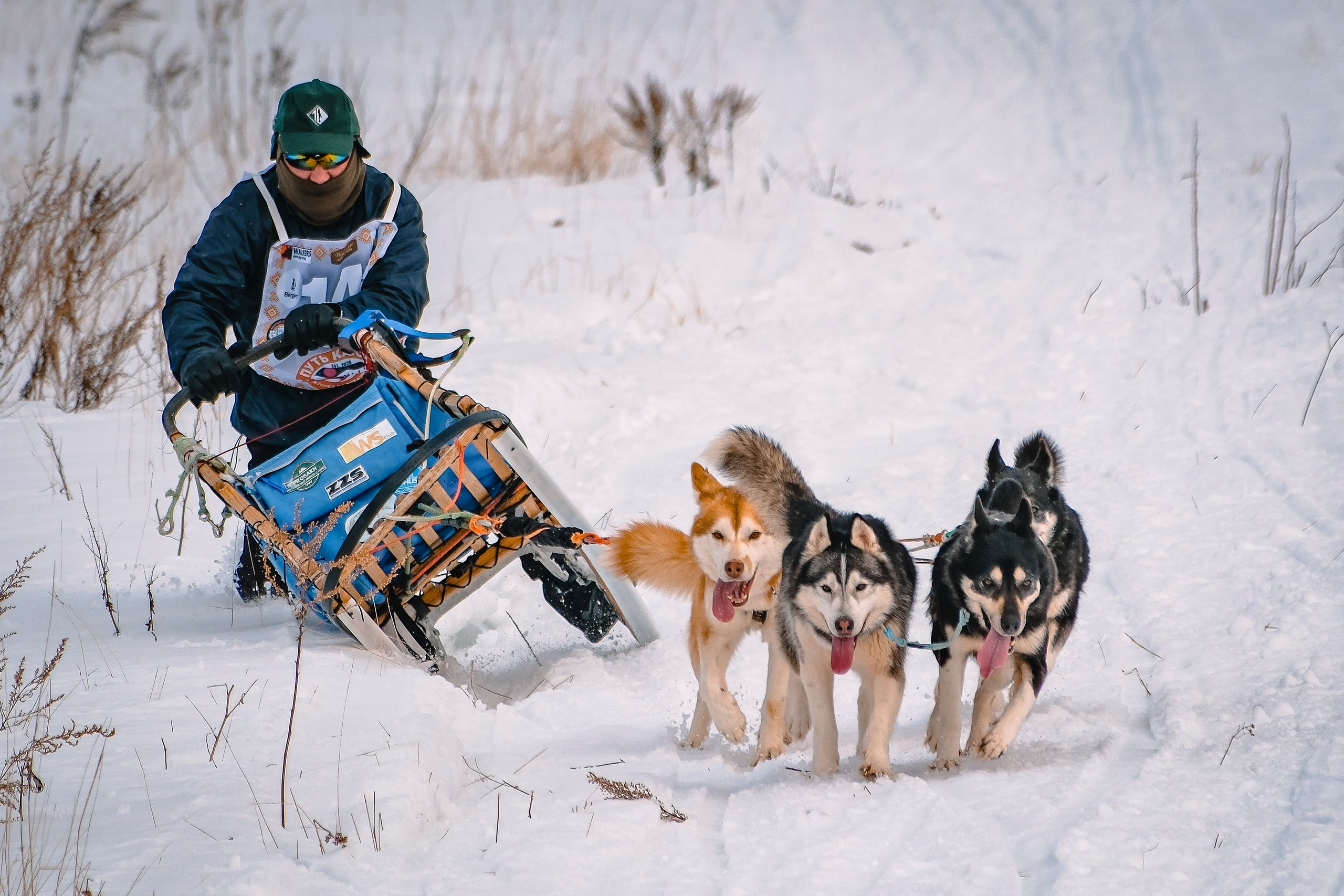 Фестиваль ездового спорта. Фотограф. г. Южно-Сахалинск. Олег Толстов