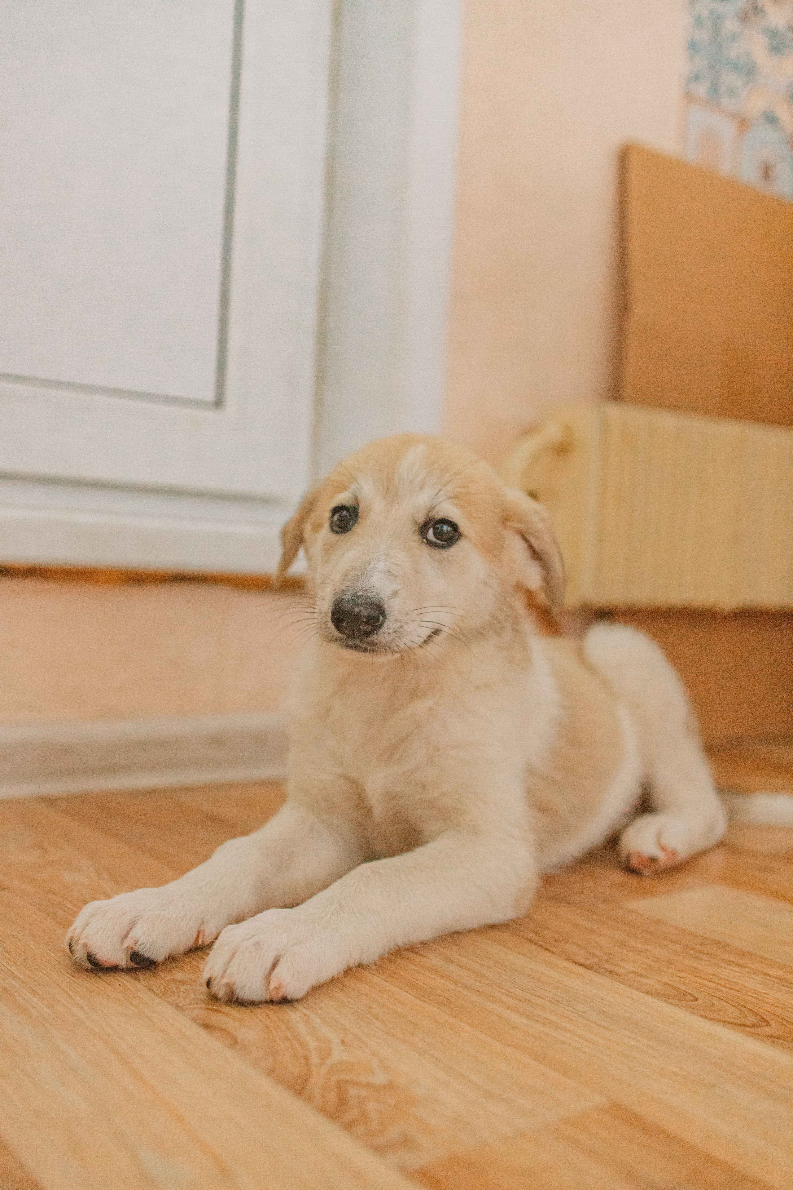 Щеночки на кухне. Фотограф-анималист в Москве Лера Черноног