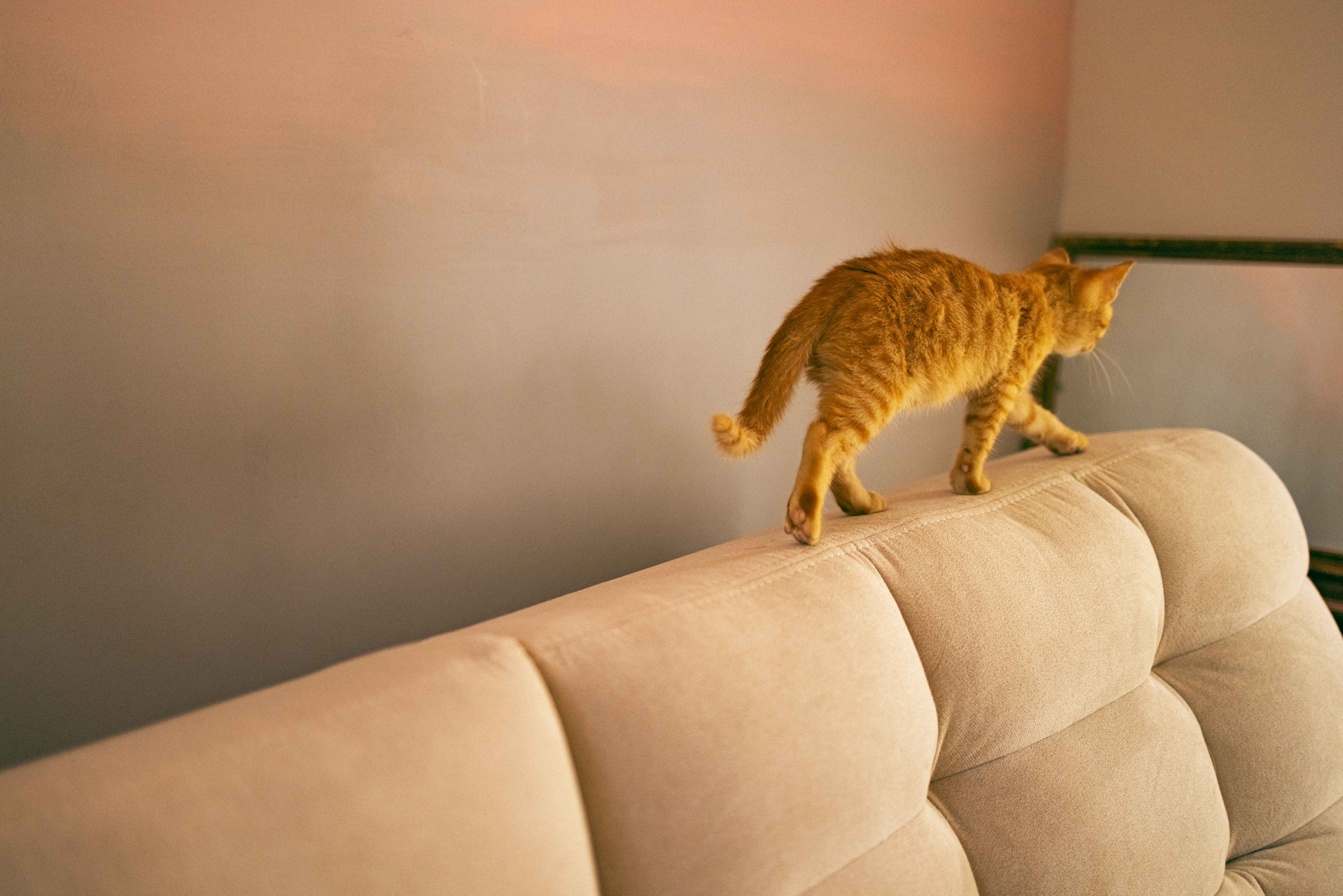 Кускус. Фотограф-анималист в Москве Лера Черноног