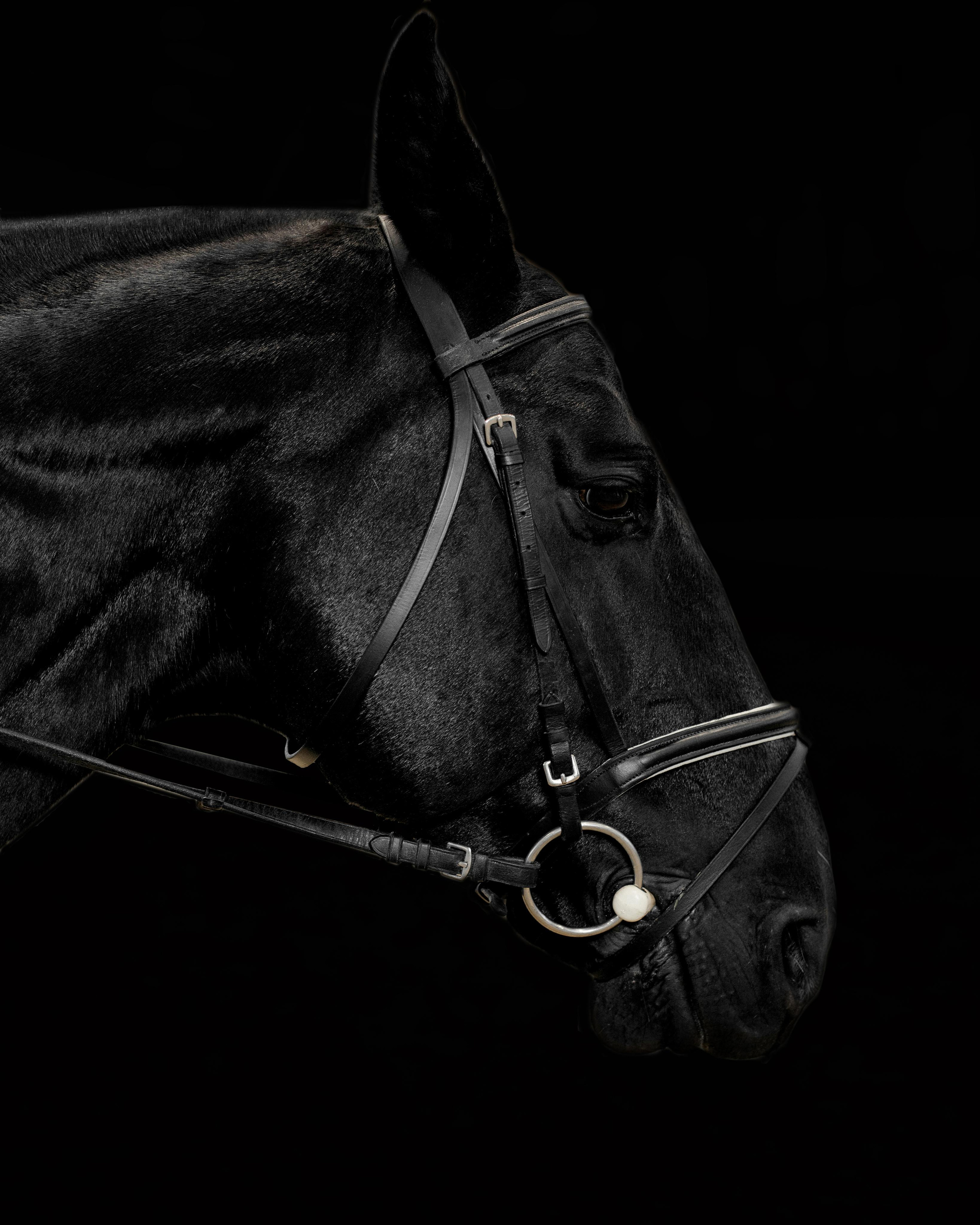 Конный спорт. Фотограф Анна Морозова