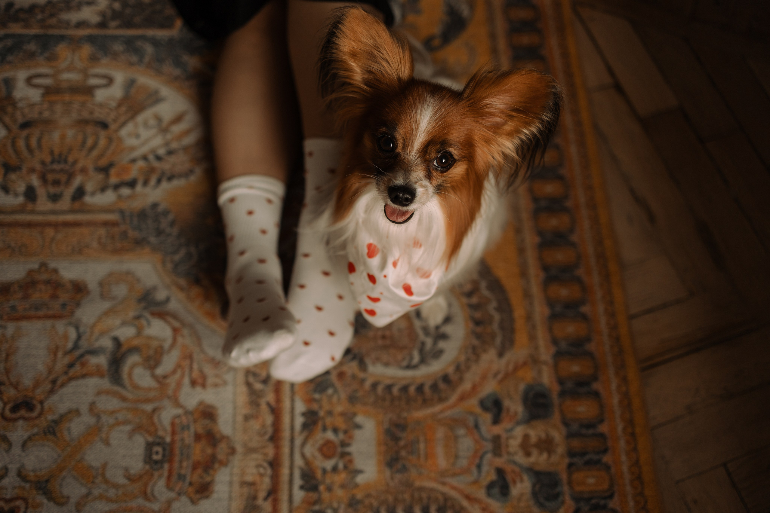 Женя и Брю. Фотограф — Анималист | Санкт-Петербург