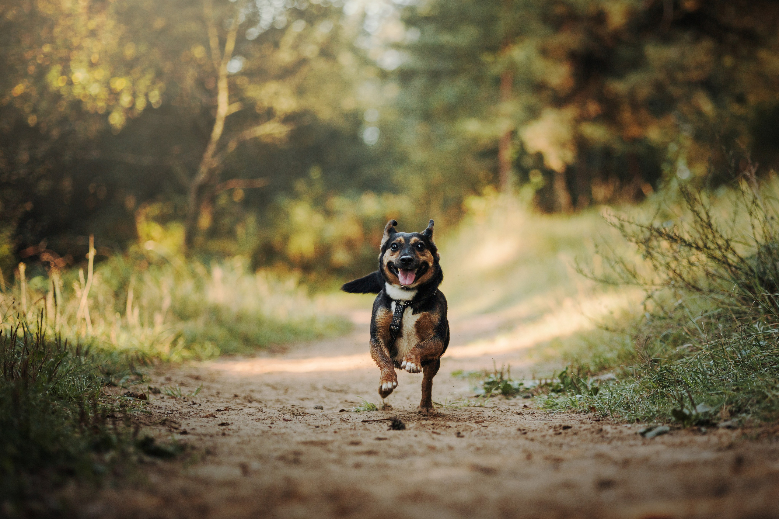 Ольга и Рекс. Фотограф — Анималист | Санкт-Петербург