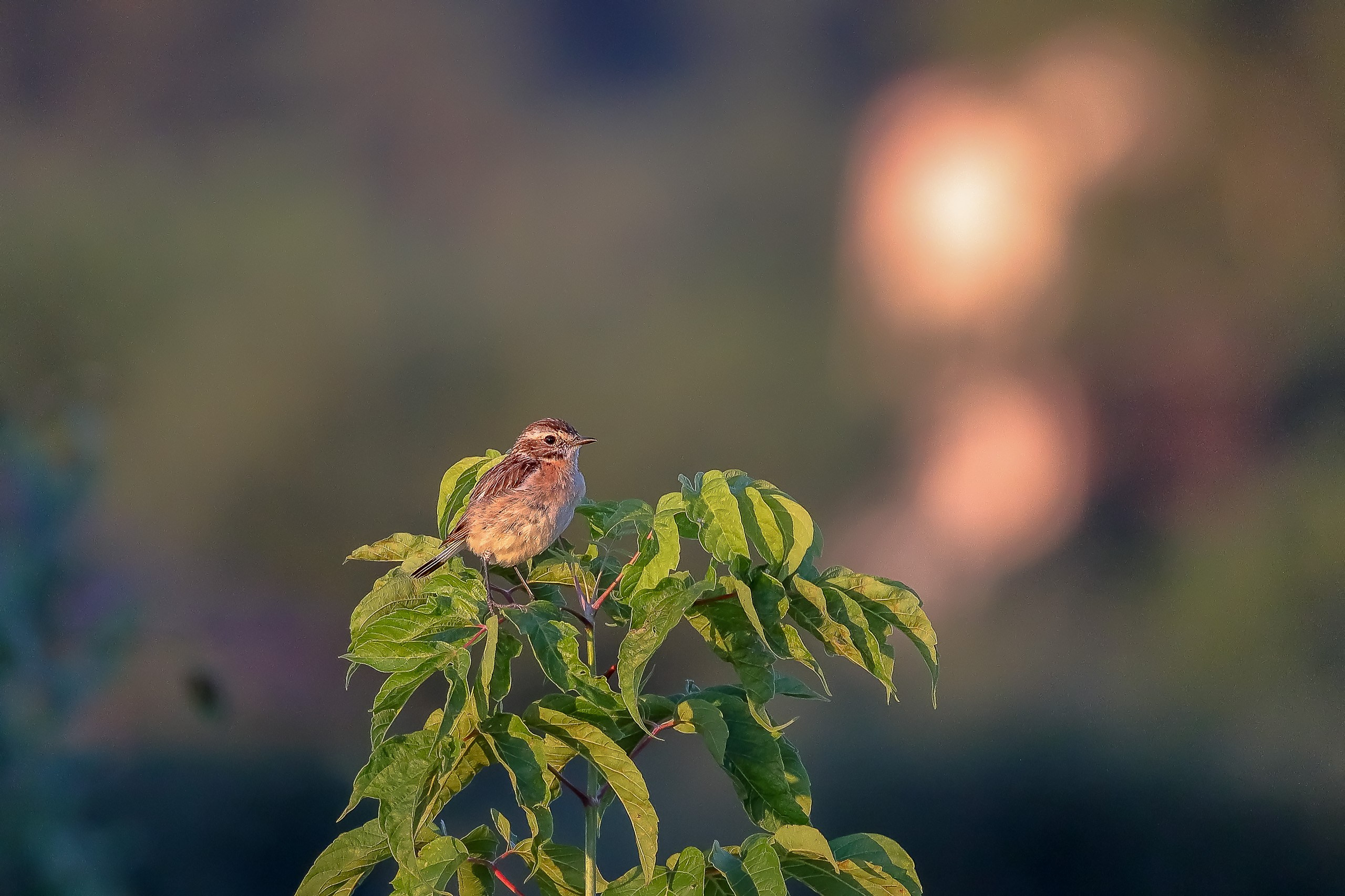 Луговой чекан певчая перелётная птица