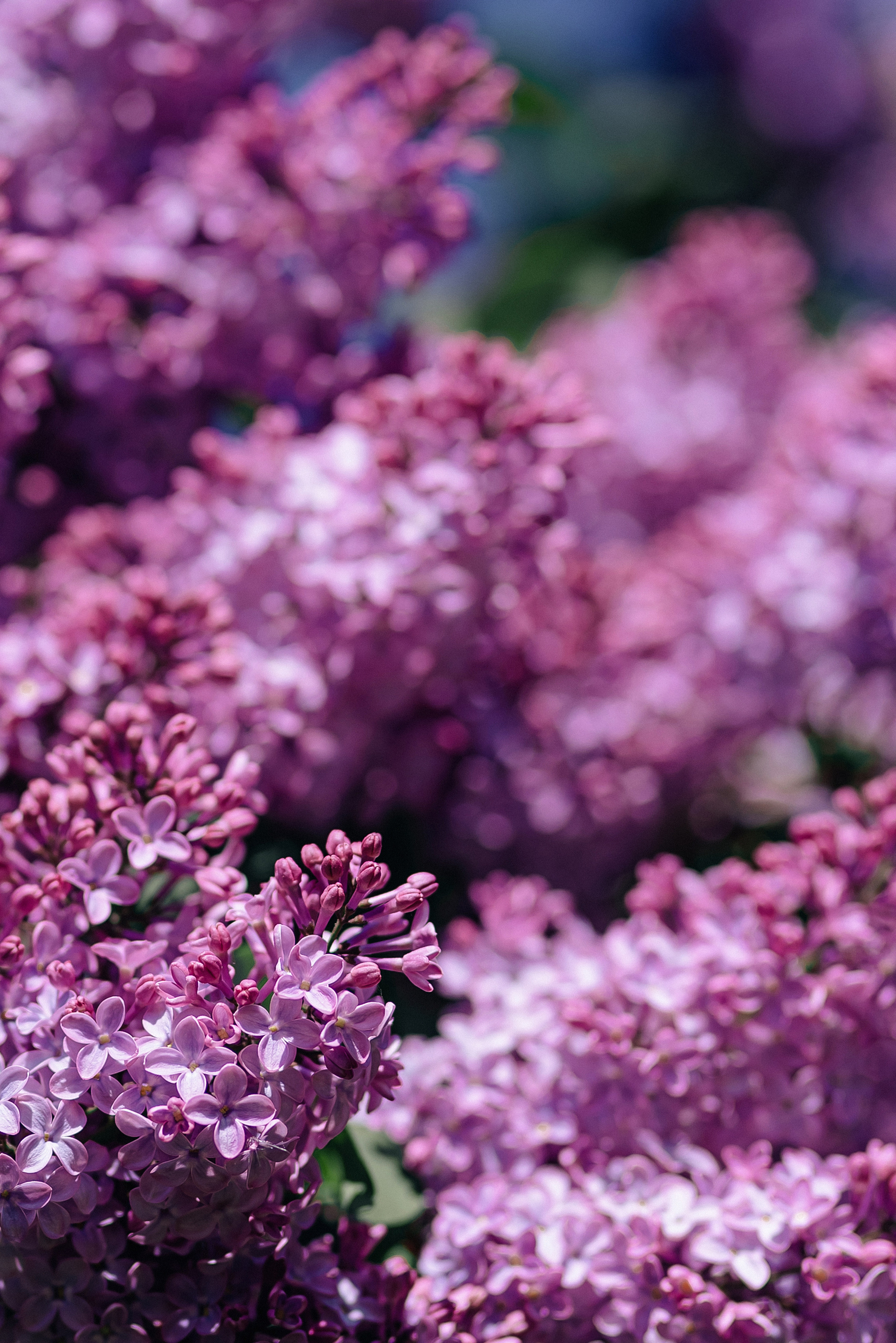Фотосессия с сиренью в Коломенском парке. Портретный фотограф Москва Светлана Кашура