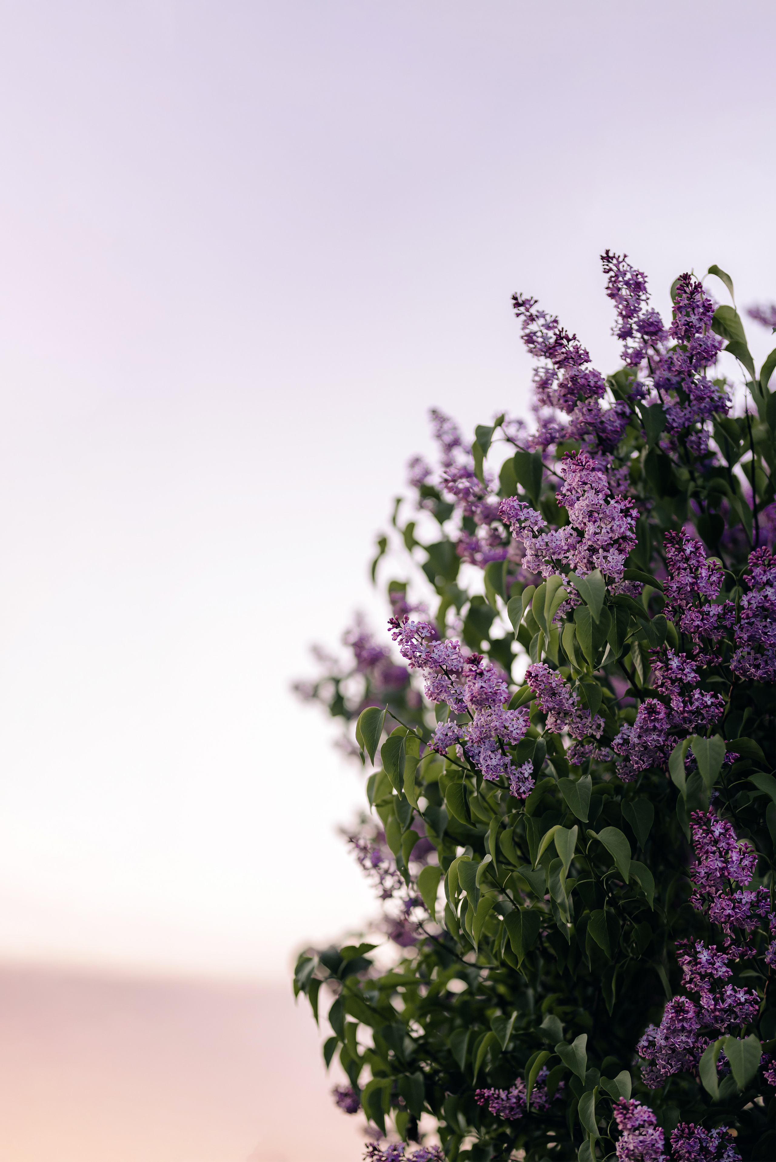 Фотосессия «Аромат весны» в Коломенском парке. Портретный фотограф Москва Светлана Кашура