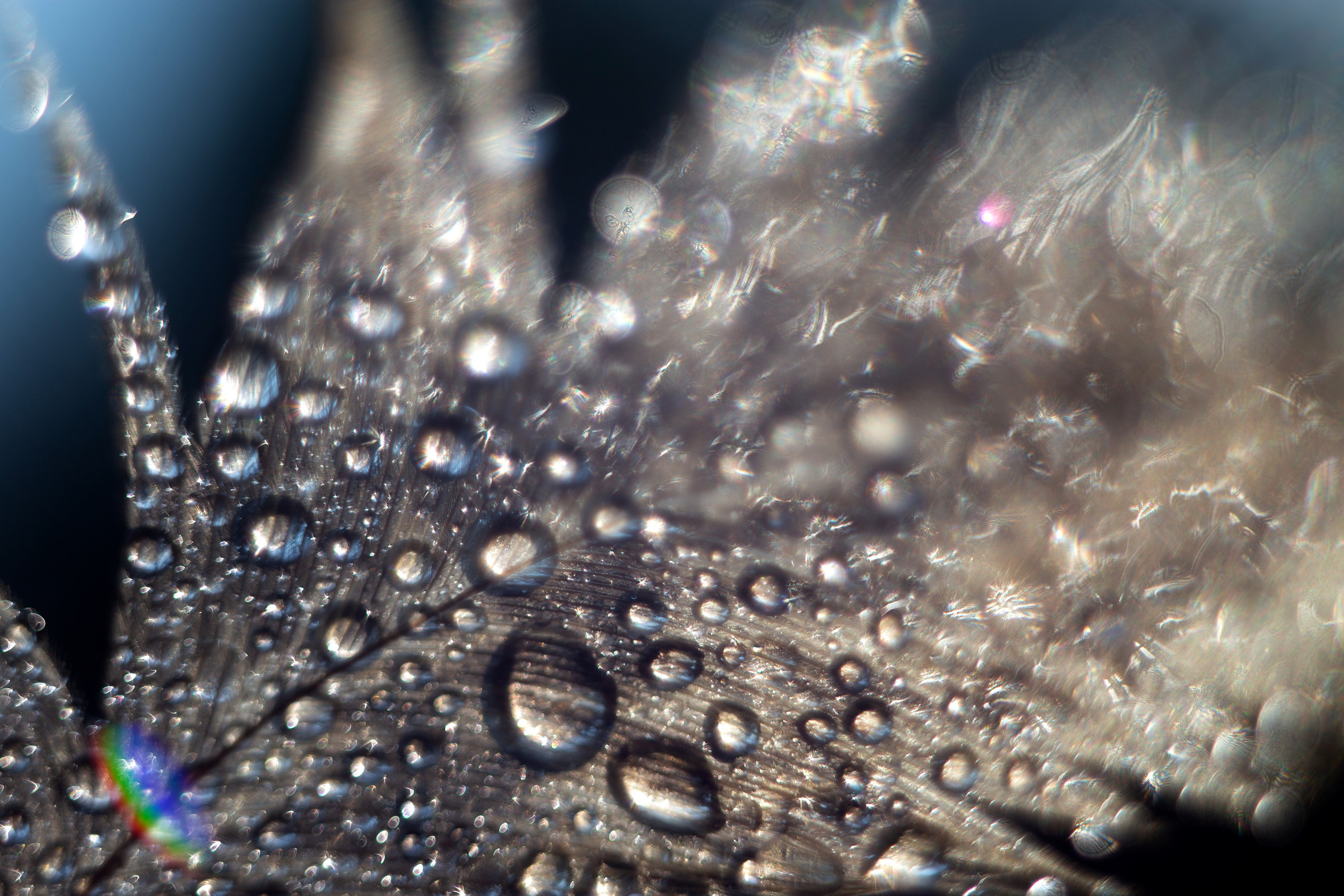 Макро. Фотограф Лагутин Анатолий