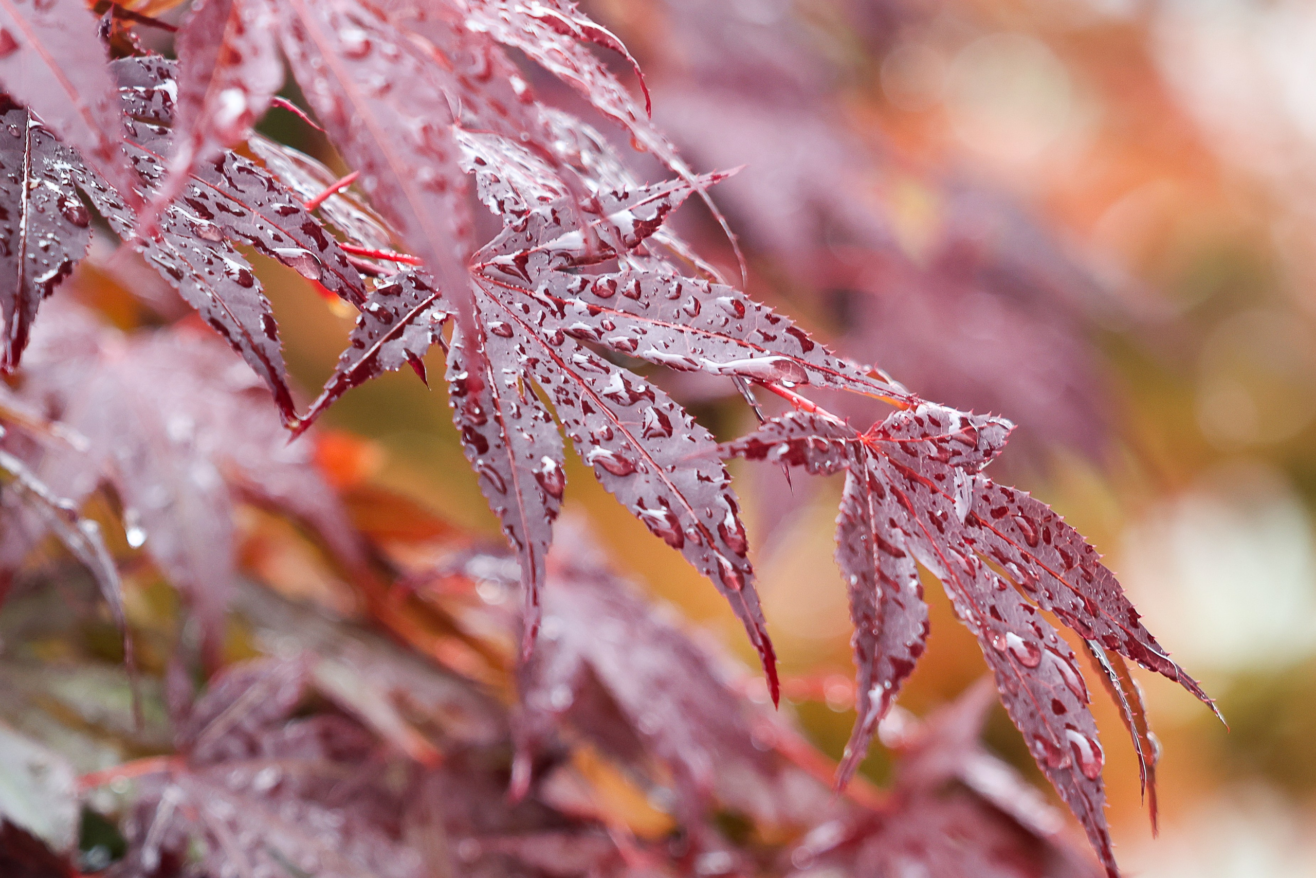 Цветочки-лепесточки. Фотограф Дмитрий Алексеев