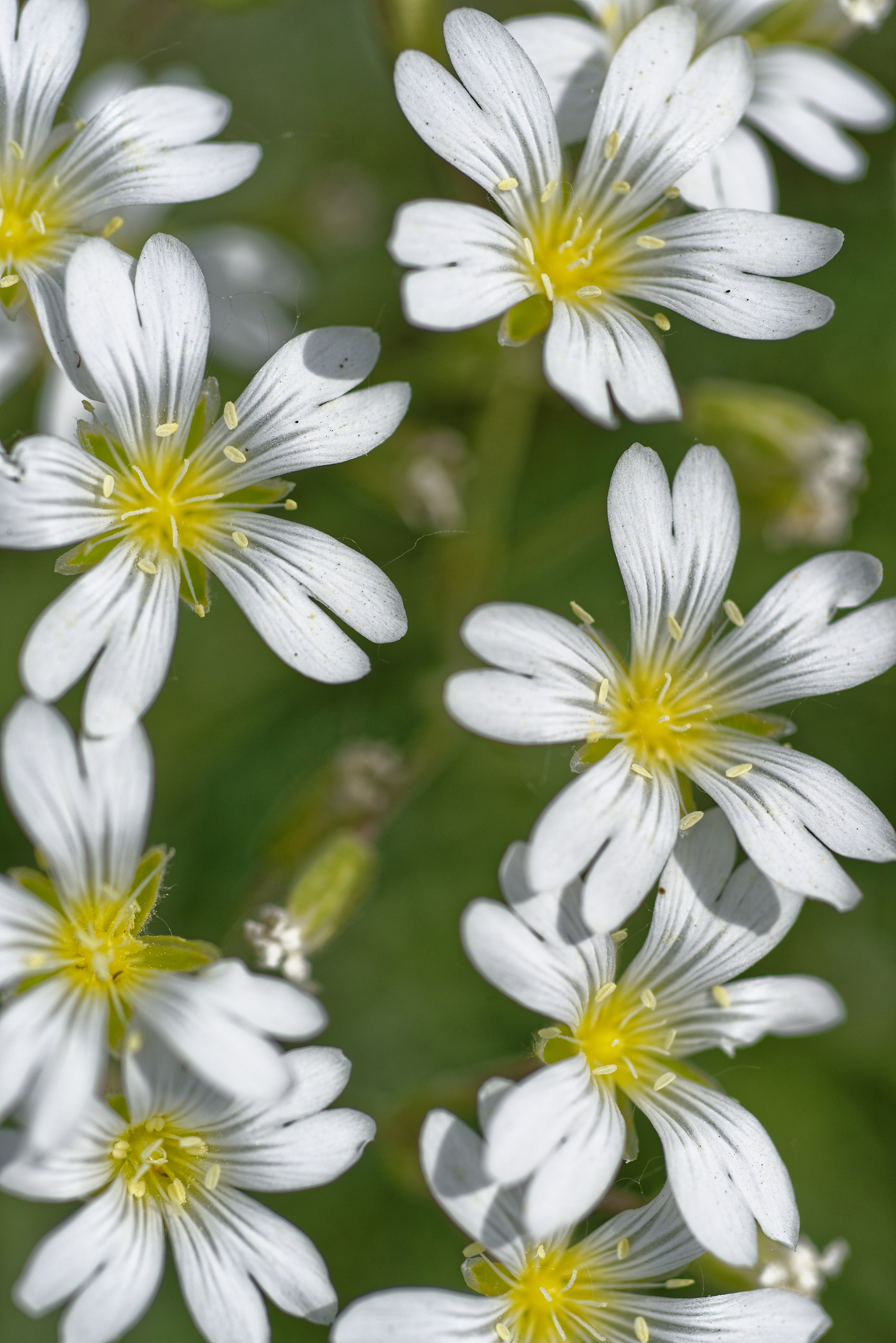 Природа. Фотограф в городе Омске Константин Зоткин