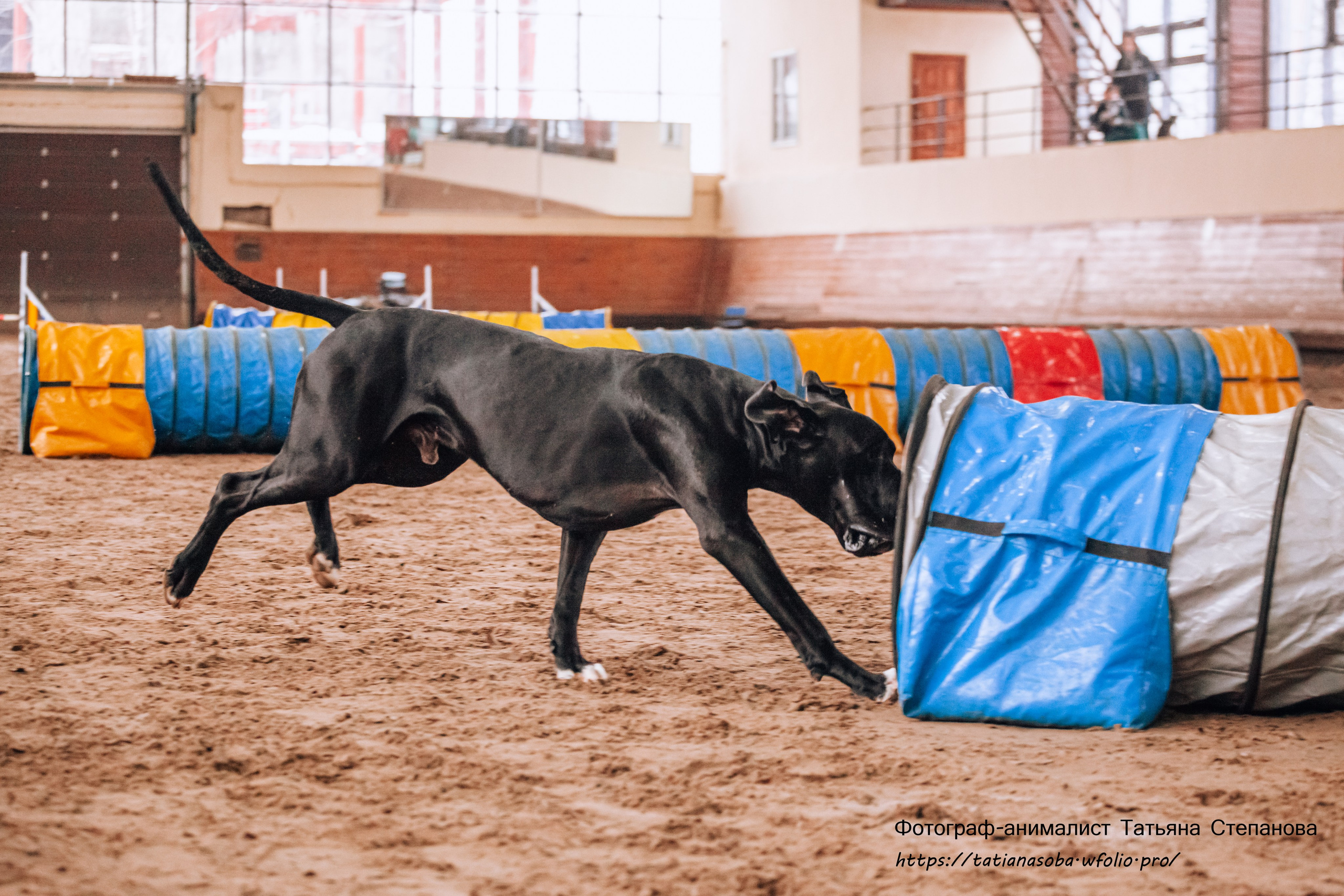 Соревнования по Аджилити 25.02.2024. Фотограф-анималист Татьяна Степанова