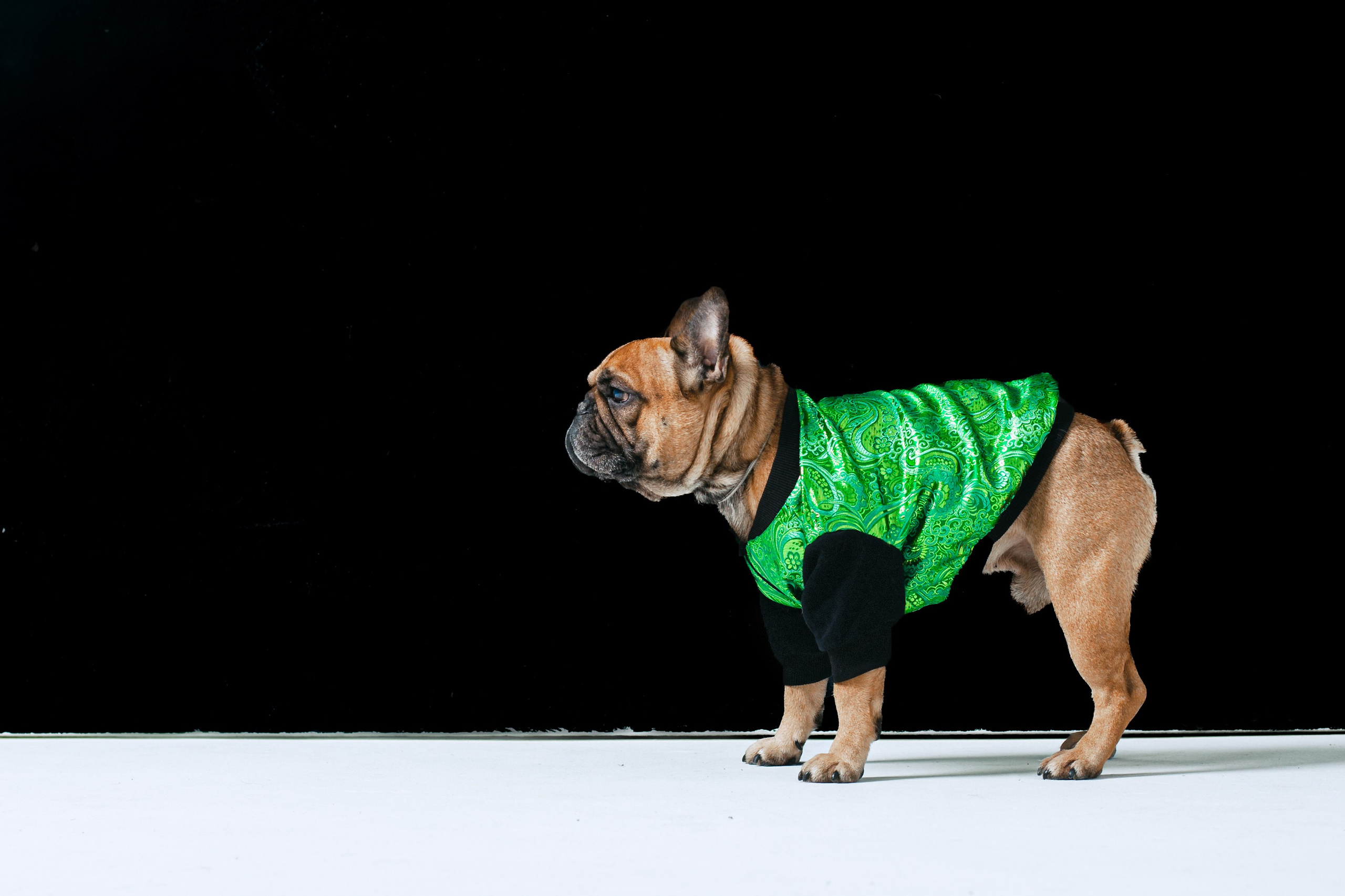 Пижамная вечеринка французских бульдогов и их хозяев. Фотограф-анималист Татьяна Степанова