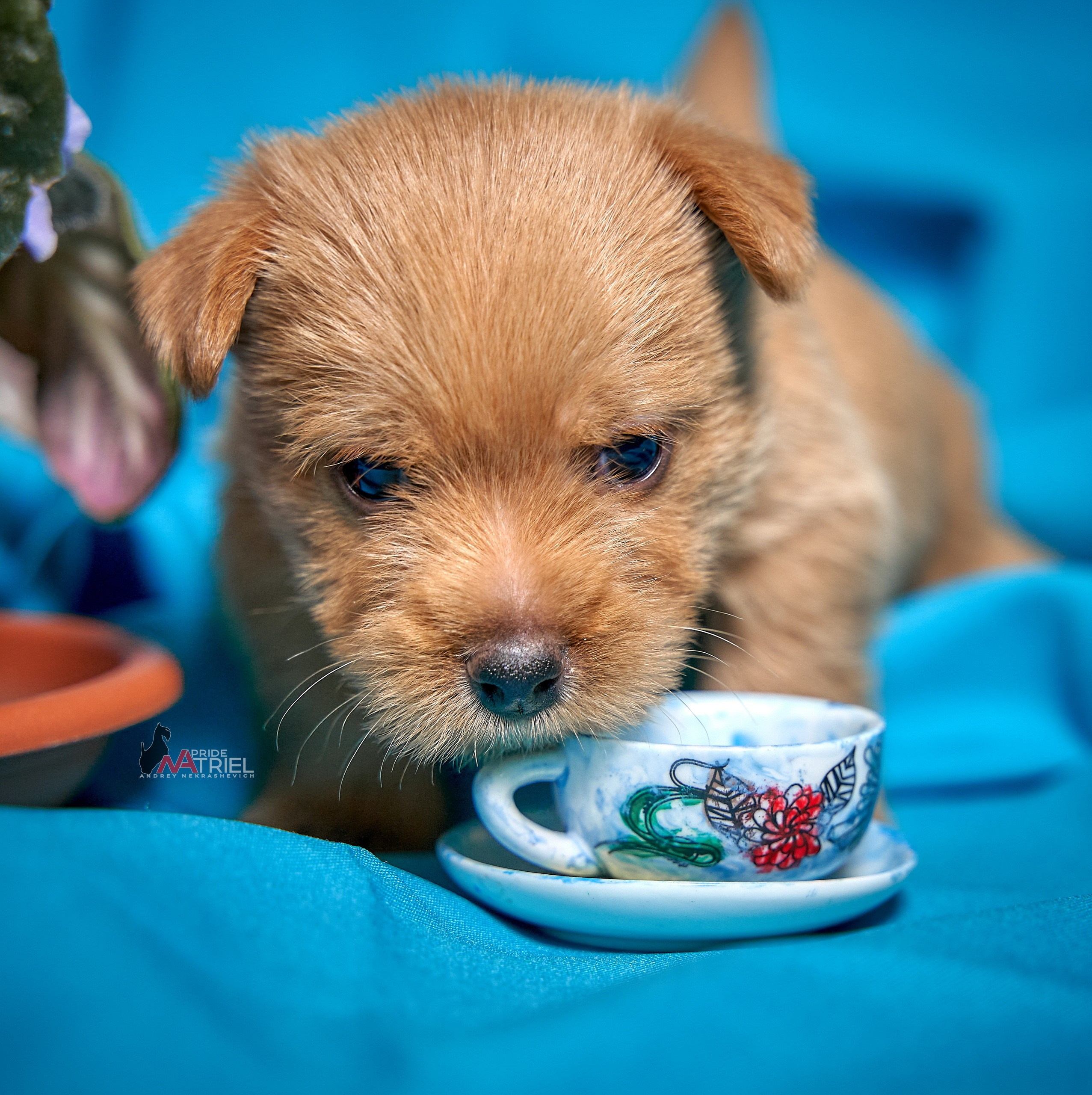 Щенки дома — галерея NATRIEL