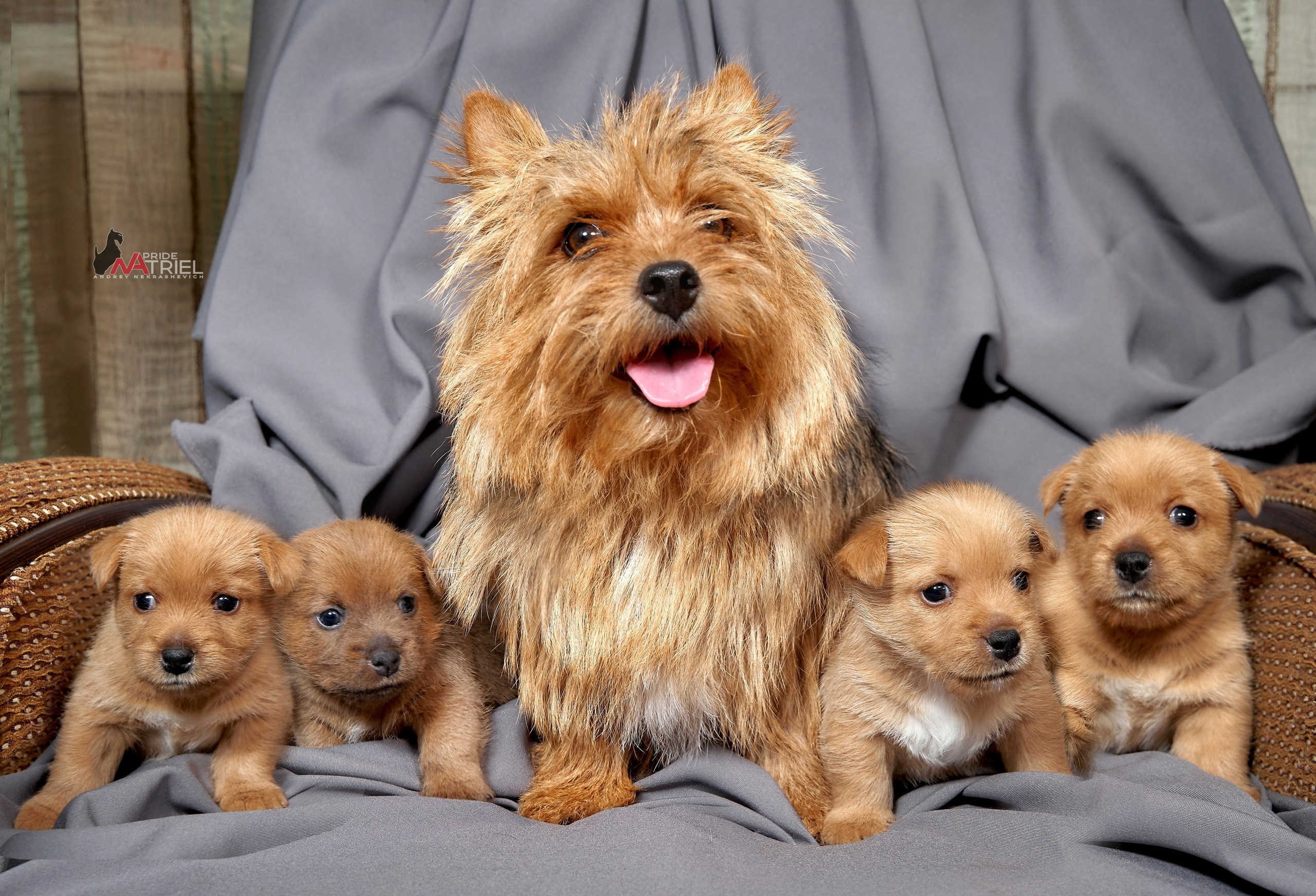 Щенки дома — галерея NATRIEL