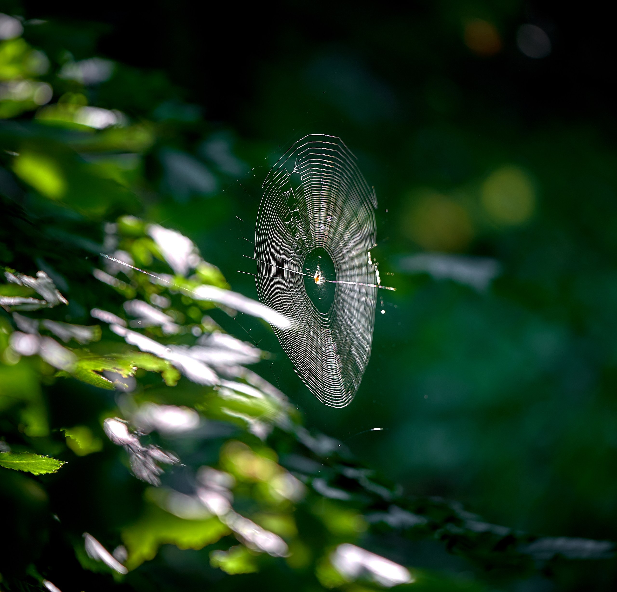 Лютики-цветочки — галерея NATRIEL