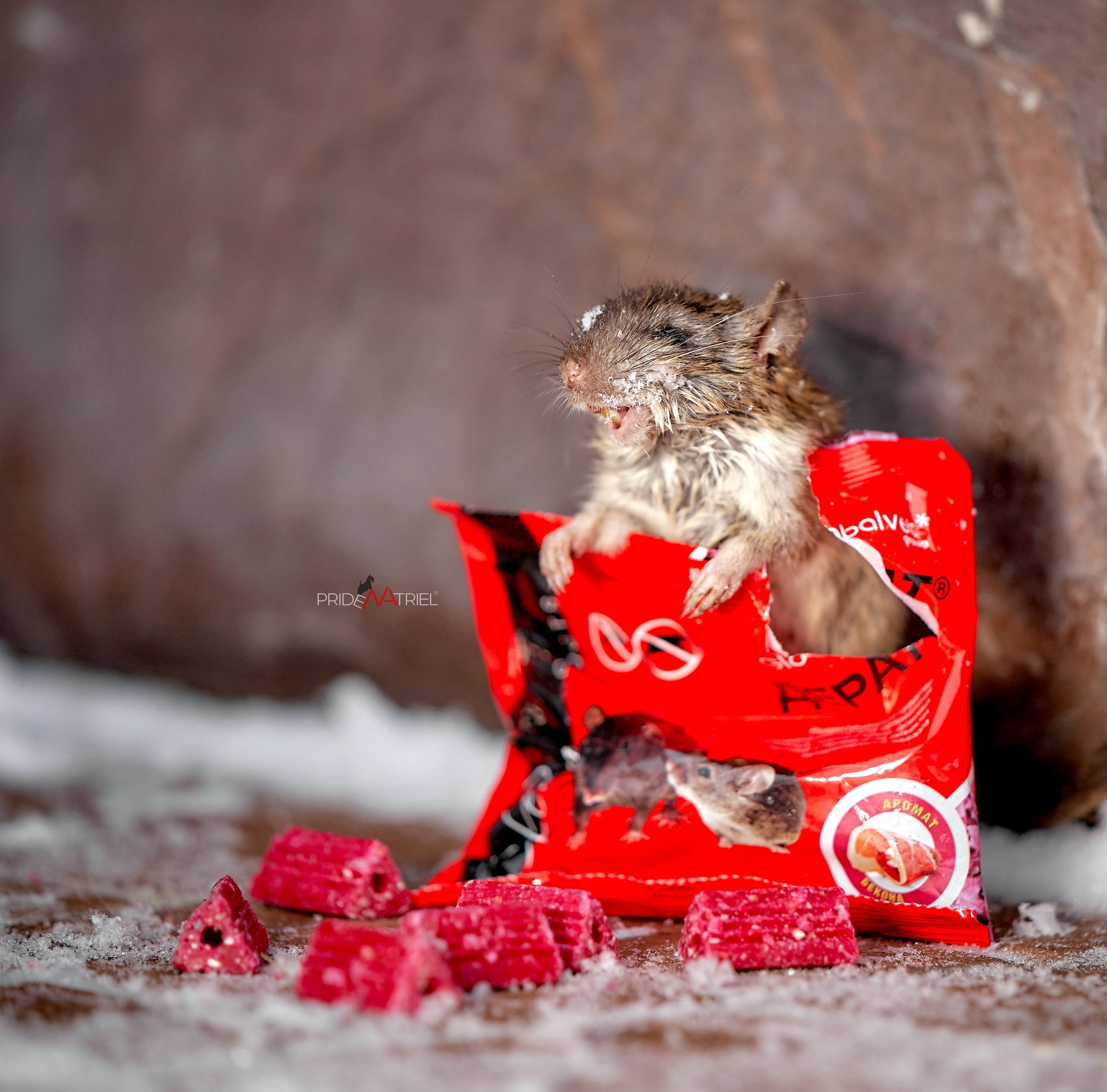 Реклама с животными — галерея NATRIEL