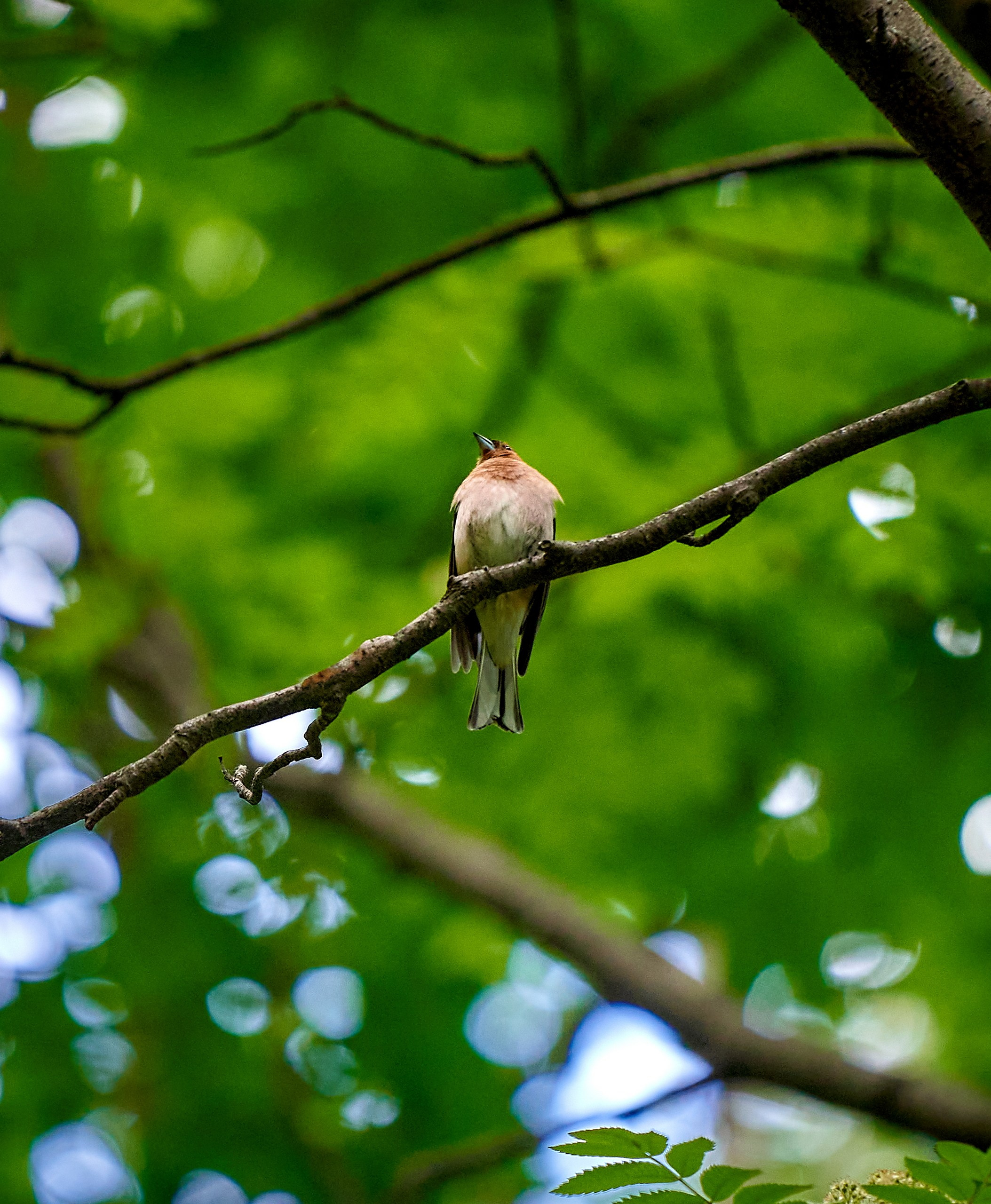 Фото птиц — галерея NATRIEL