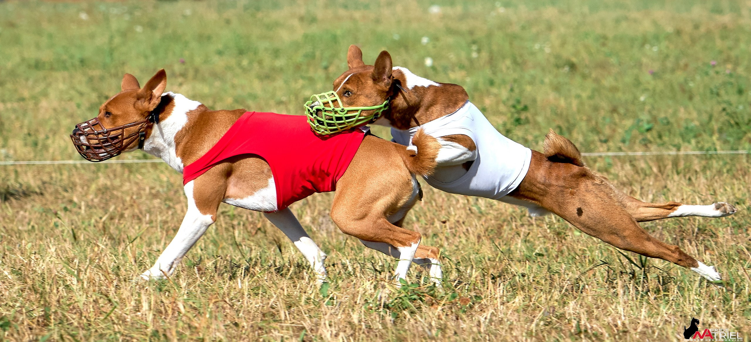 Съемка курсинг — галерея NATRIEL