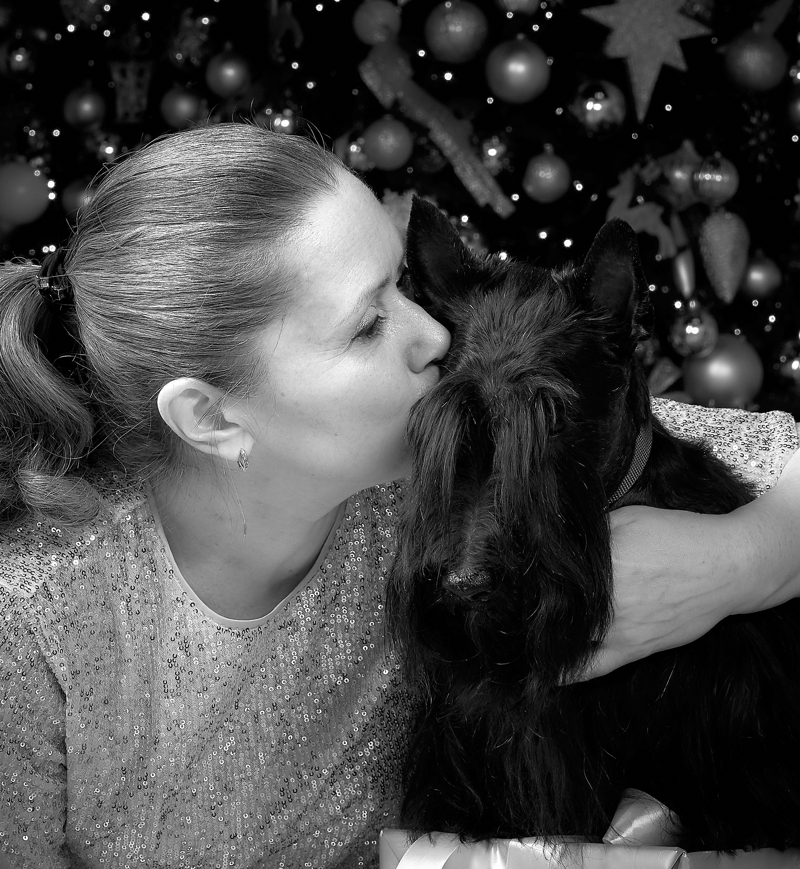 Съемка в студии со скотч-терьерами