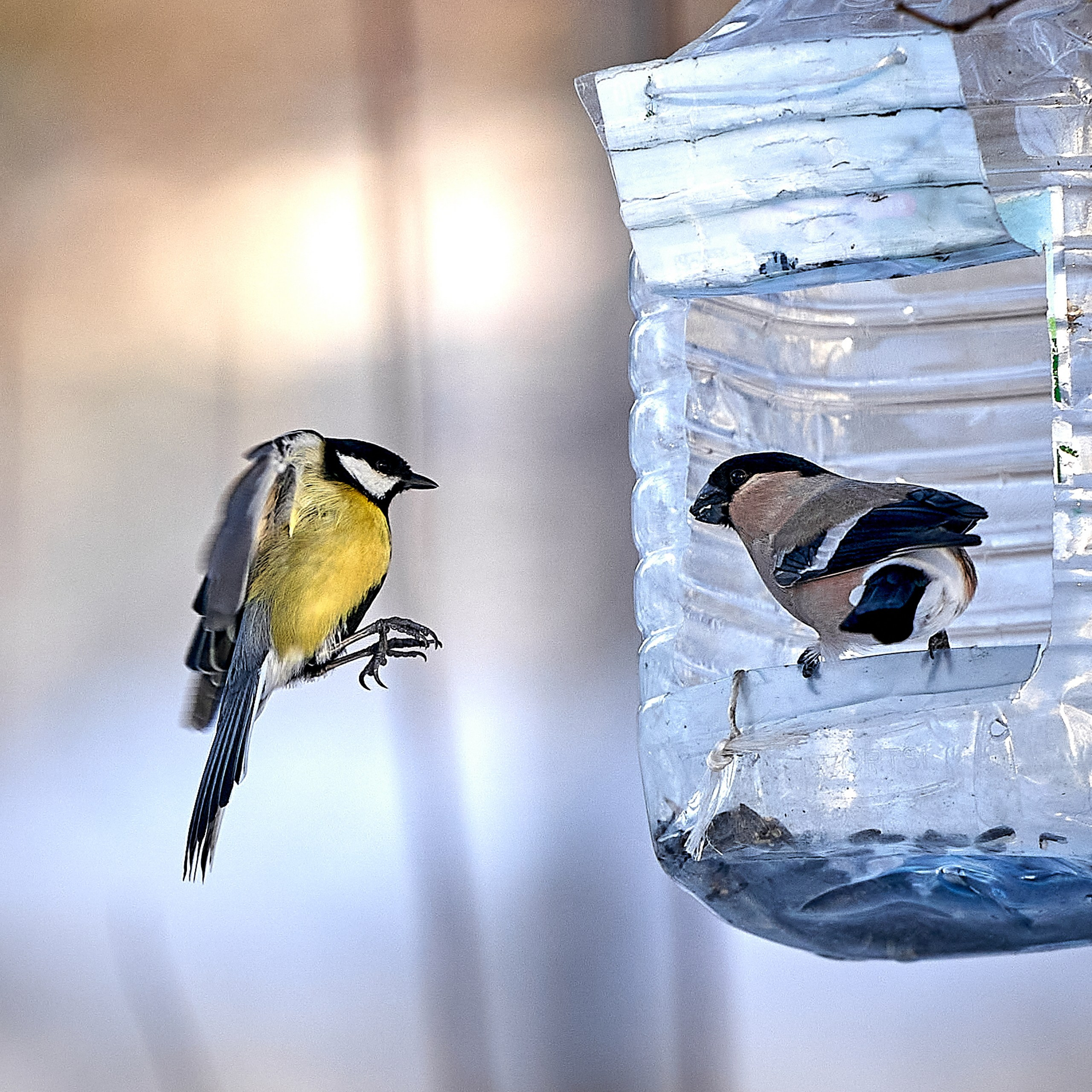 Фото птиц — галерея NATRIEL