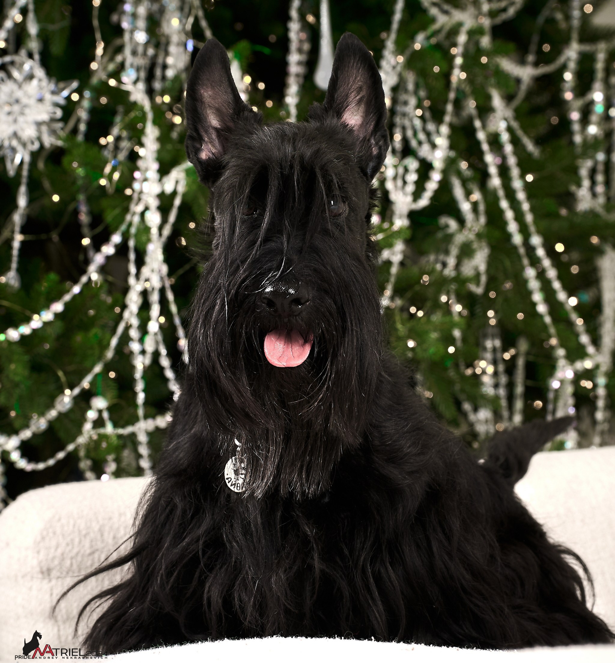 Семейная съемка с собаками в студии