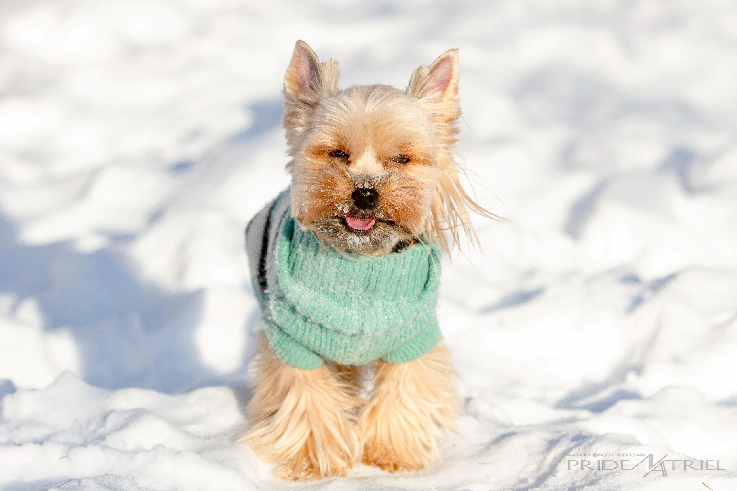 Йоркширский терьер Циля