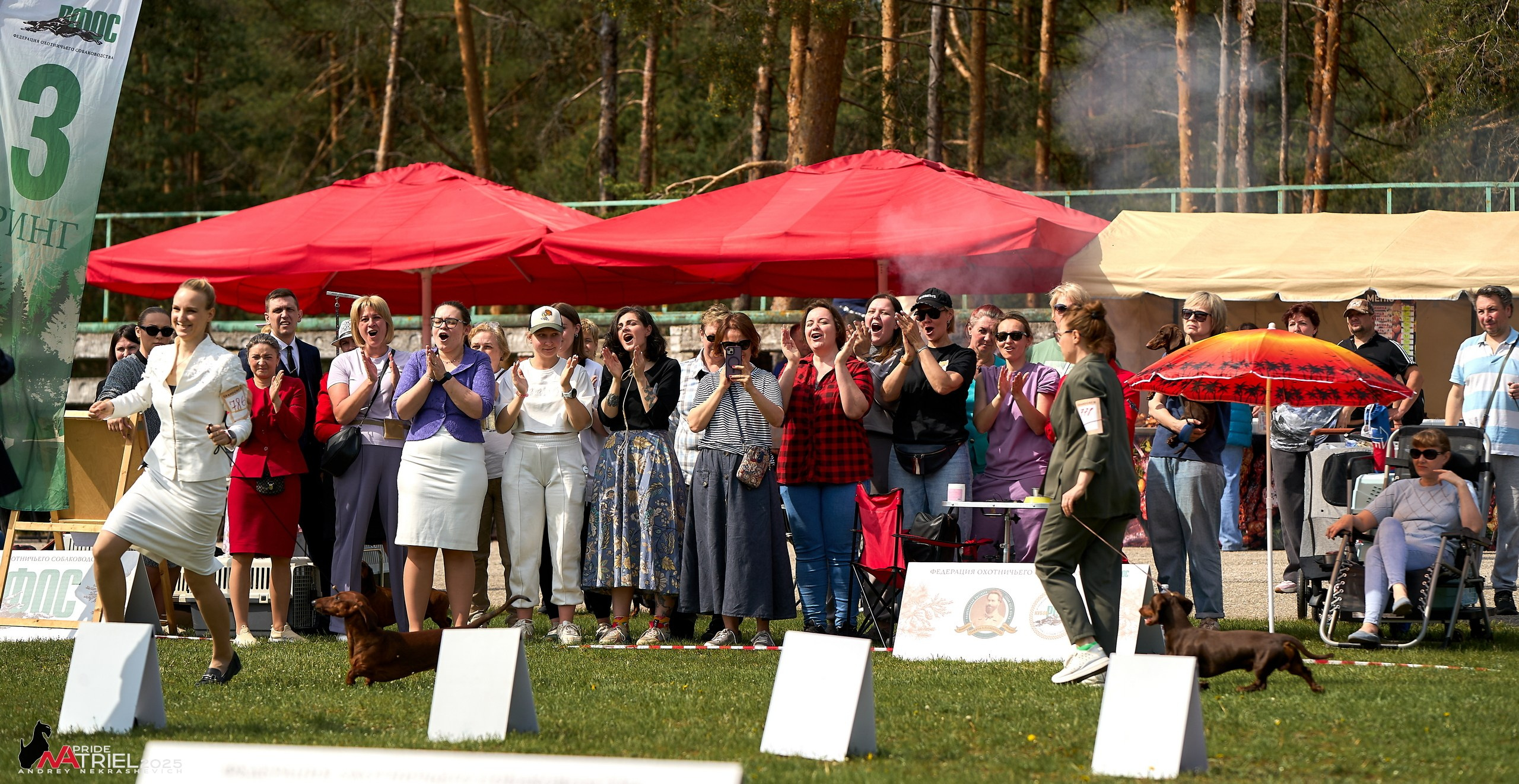 Выставка собак Суздаль-Владимир