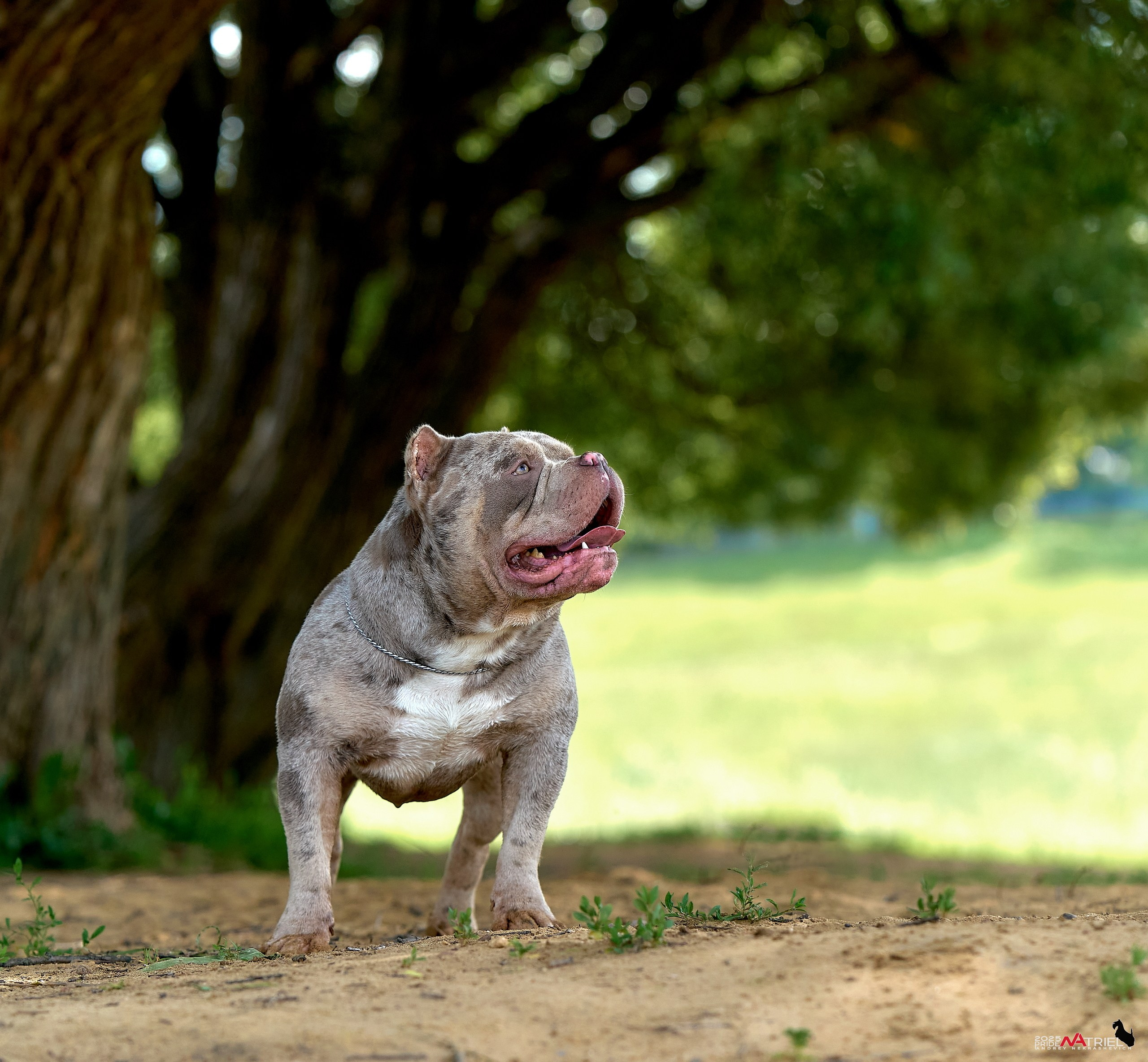Съемка собак породы булли на природе