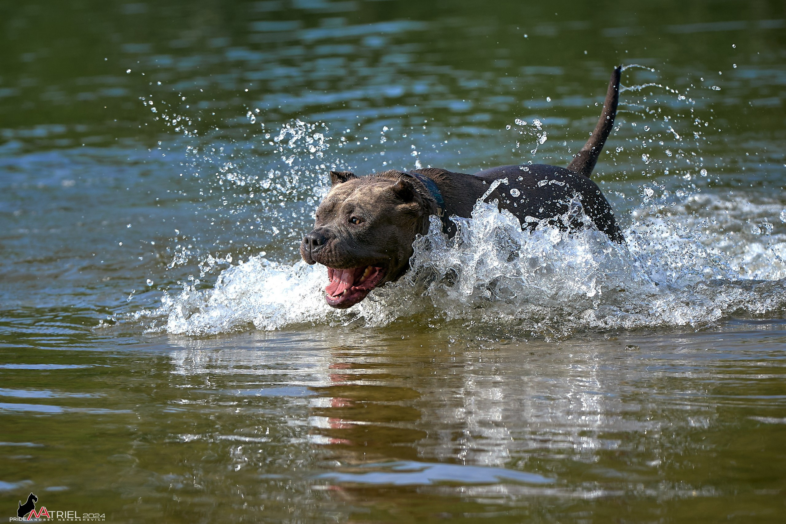 Фотопрогулка с булли