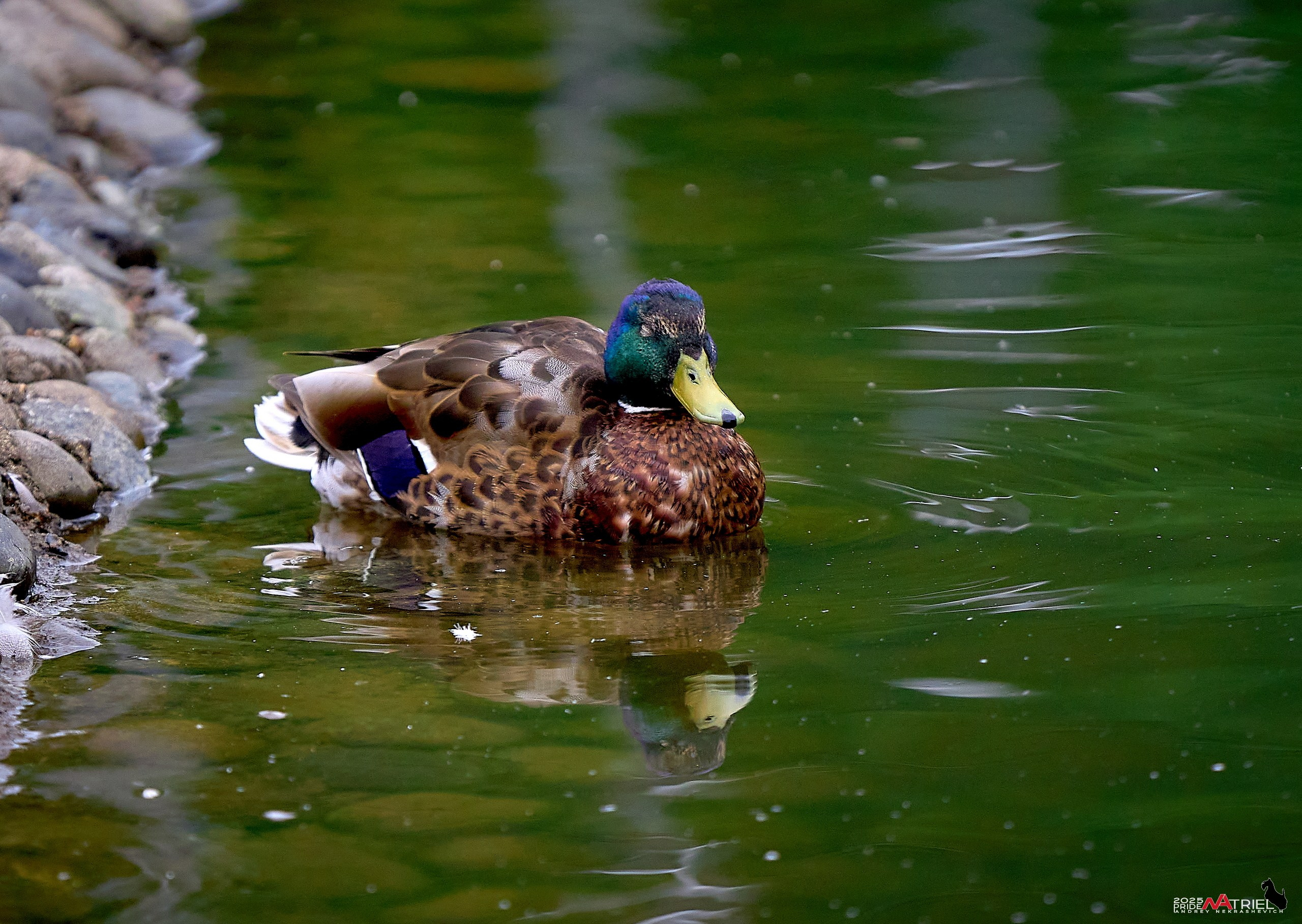 Съемка в парке на воде