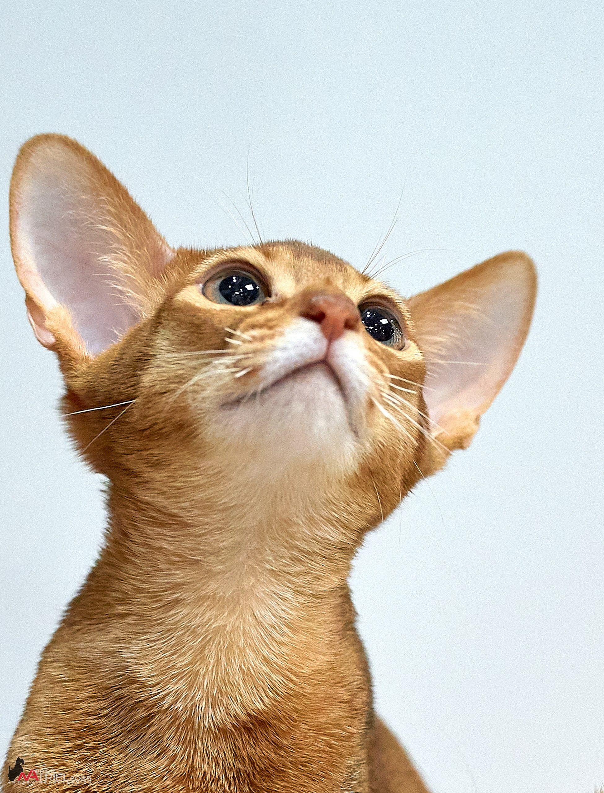 Репортаж с ЗООФЕСТ в Крокусе