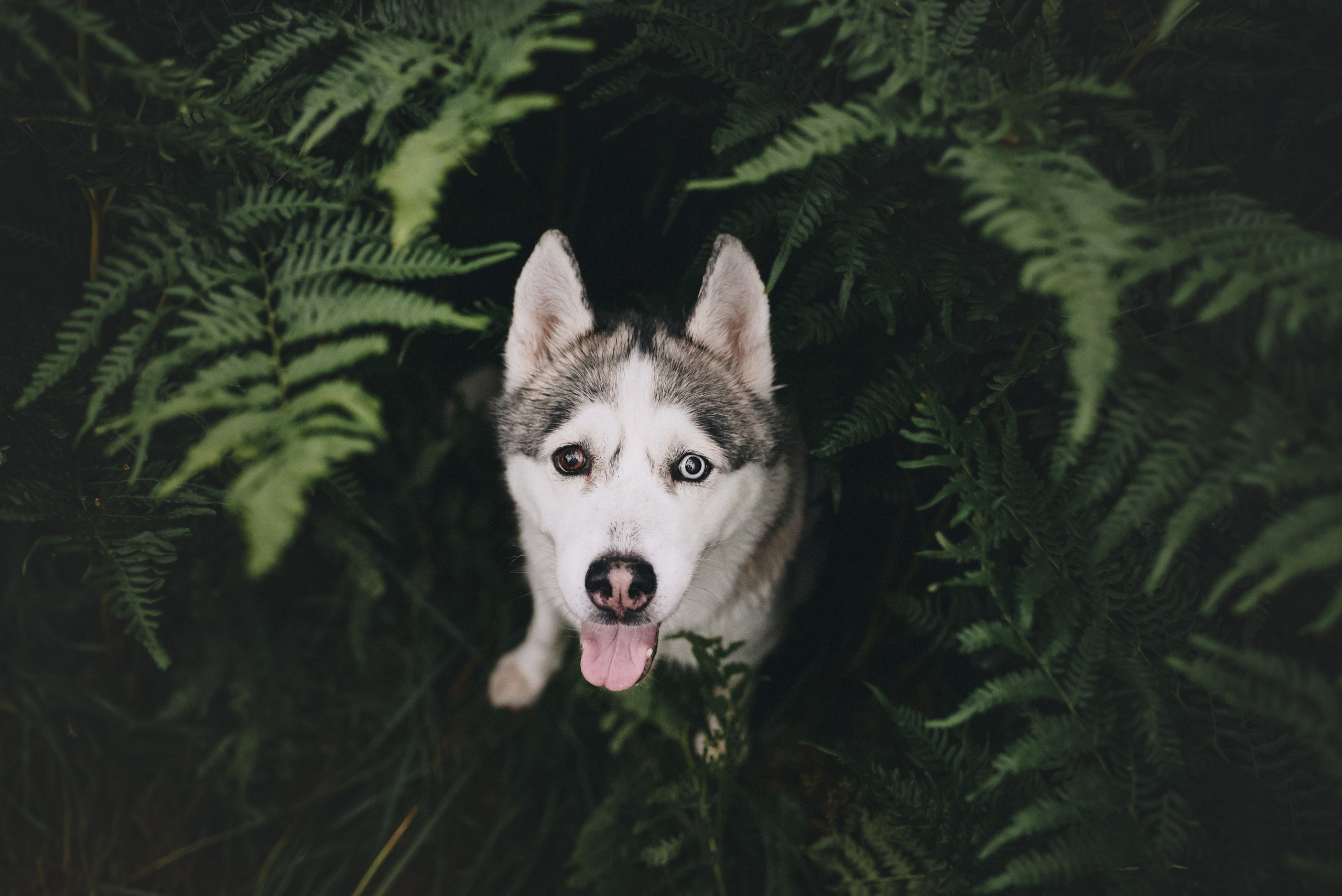 Lilya & Eva. Natalia Finch Photography — Family, Kids & Pet Photographer in Chicago, IL