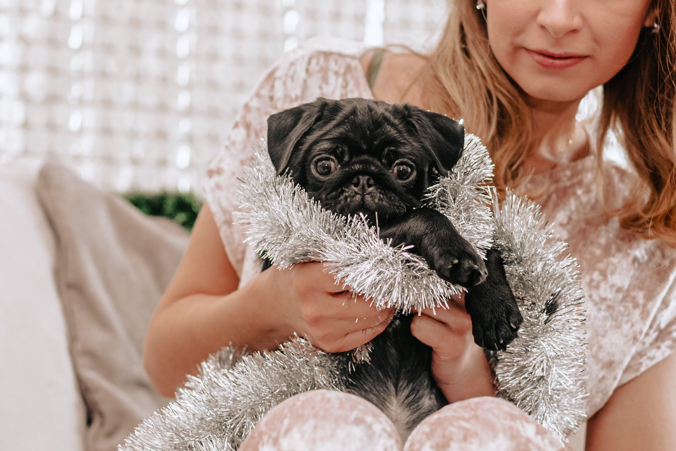 Домашняя фотосессия Оли и двух ее мопсов. Фотограф-анималист Татьяна Степанова
