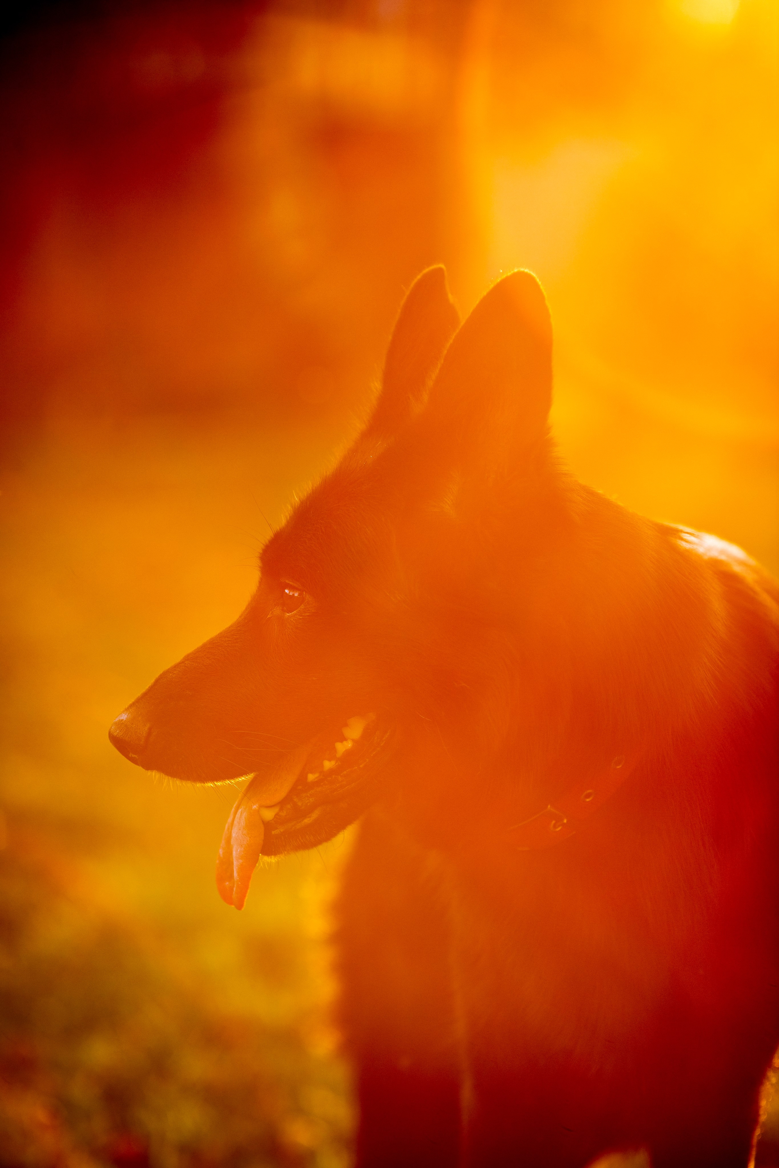 Животные. Фотограф в Москве и в Московской области Сандра