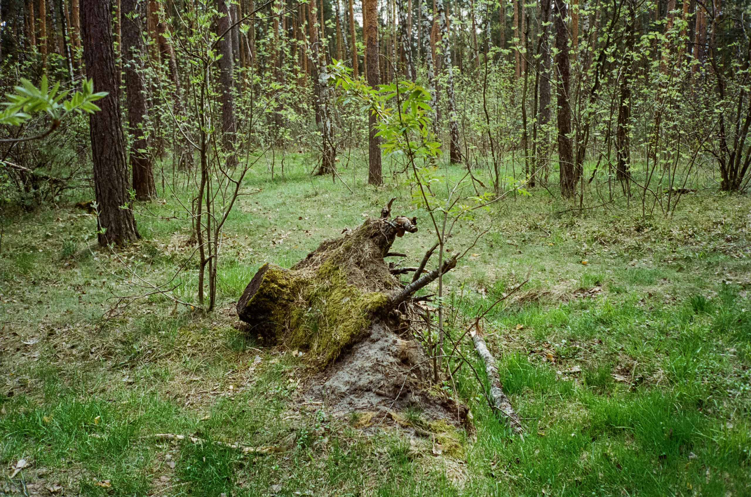 Серебряный бор. Весна. Фотограф-документалист Мария Осокина