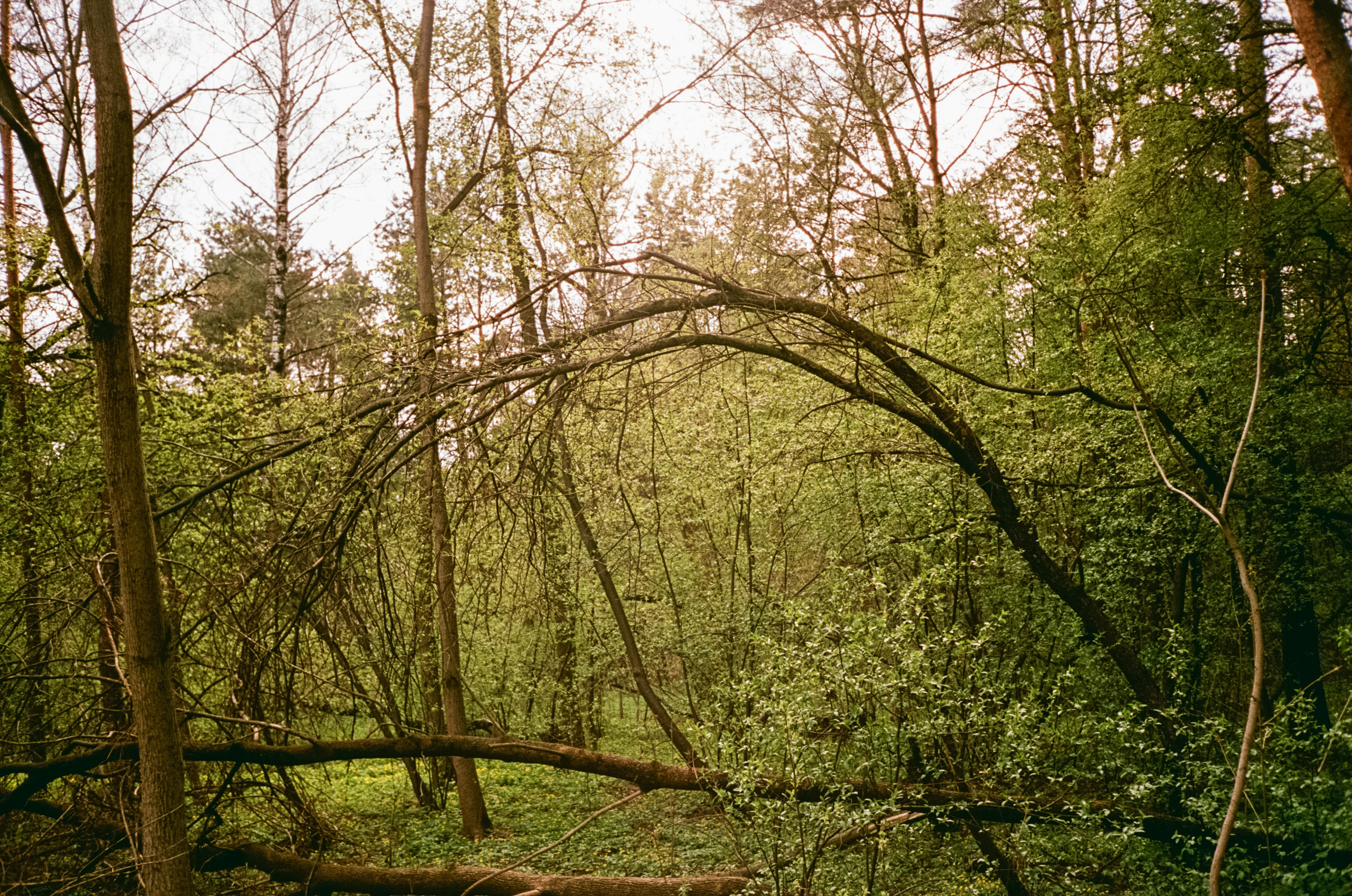 Серебряный Бор. Май. Сепия. Фотограф-документалист Мария Осокина