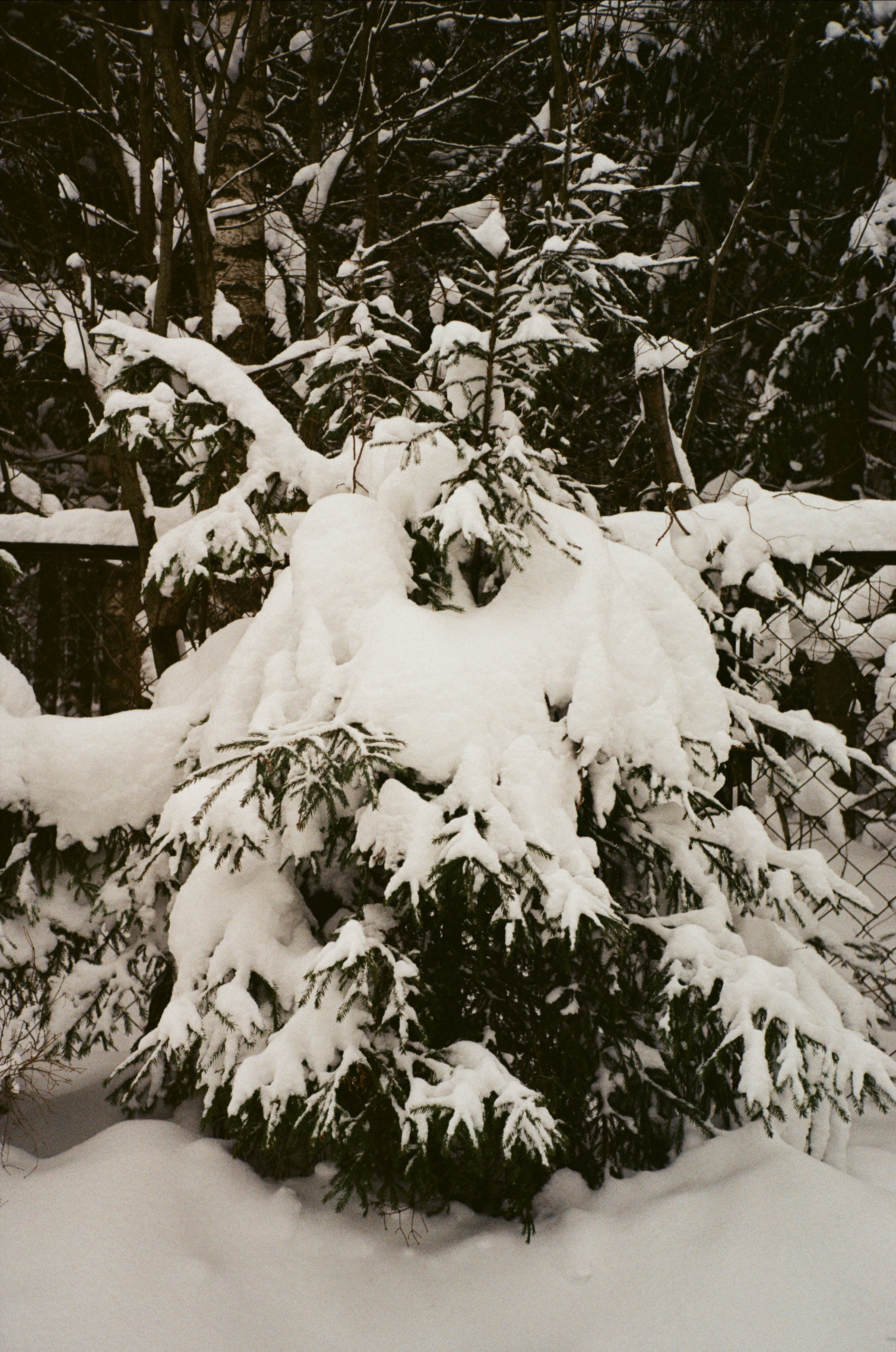 Давыдовское. Снежный декабрь. Фотограф-документалист Мария Осокина