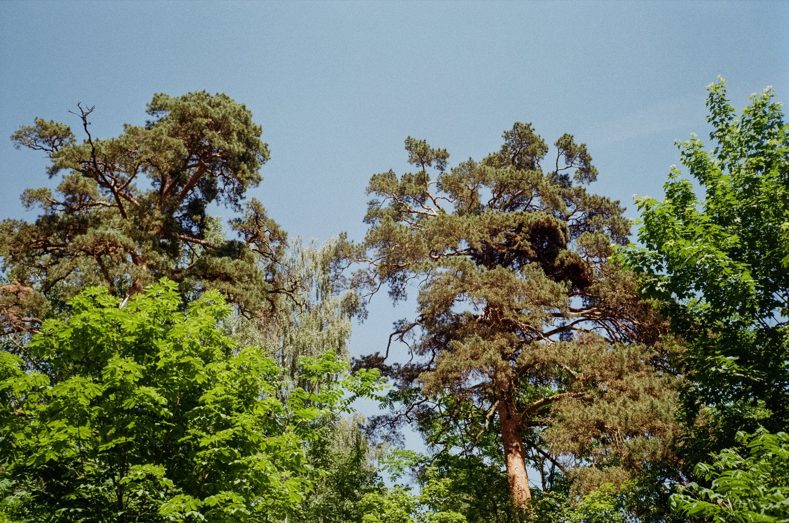 Серебряный Бор. Импрессионизм. Фотограф-документалист Мария Осокина